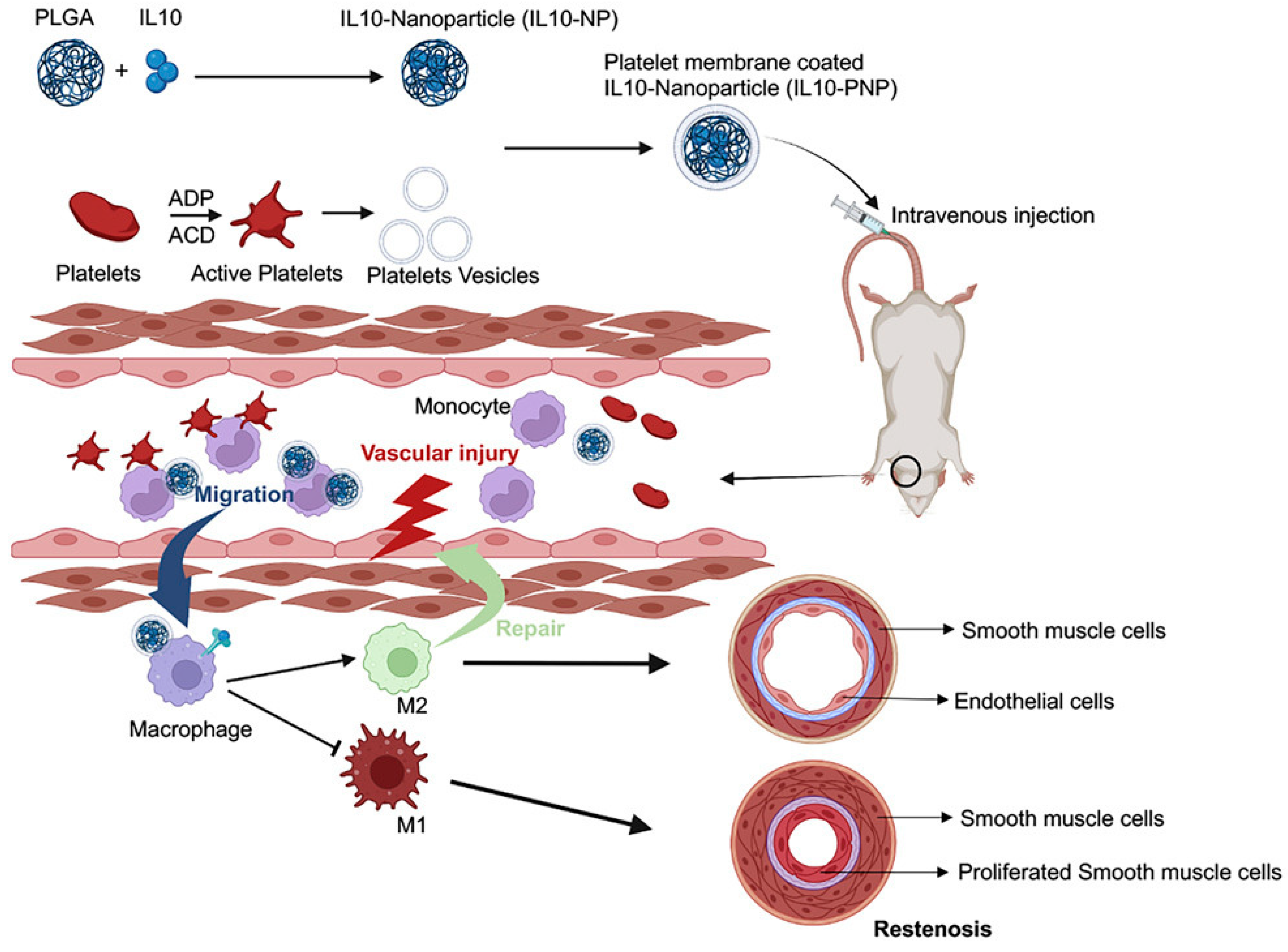 Bioengineering 11 01222 g002