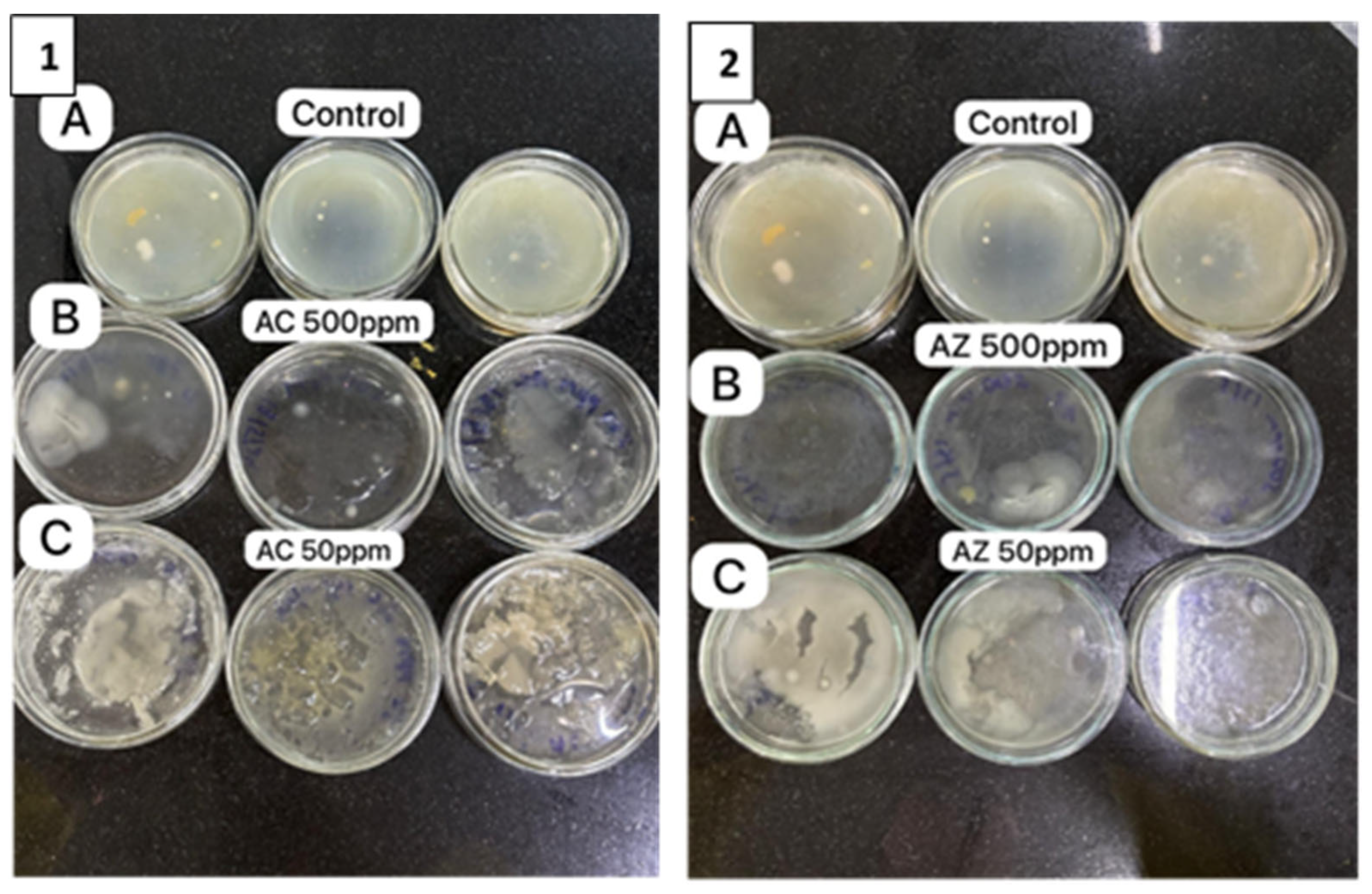 Bioengineering 11 01234 g011