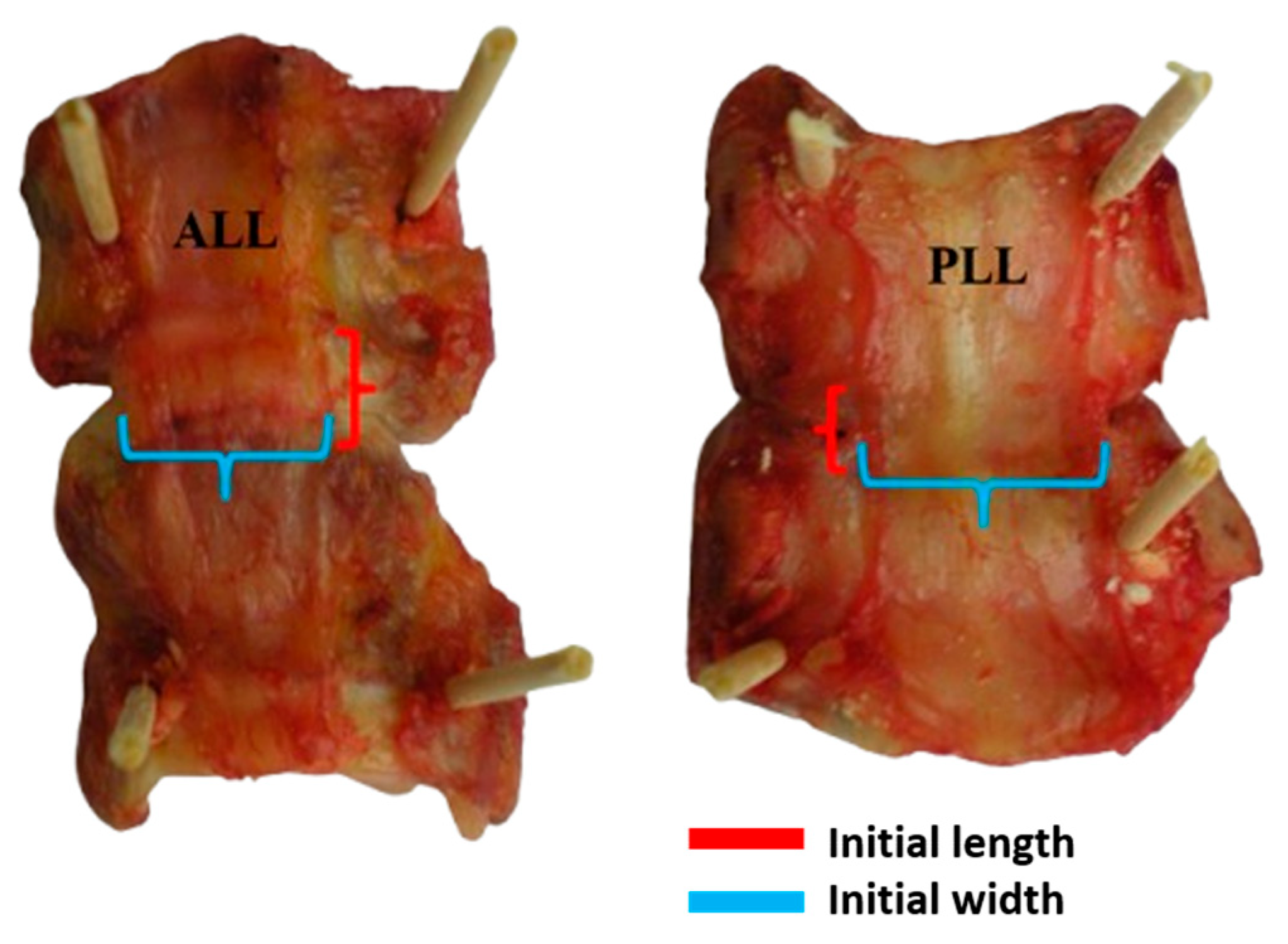 Bioengineering 12 00061 g001 Bioengineering 12 00061 g001