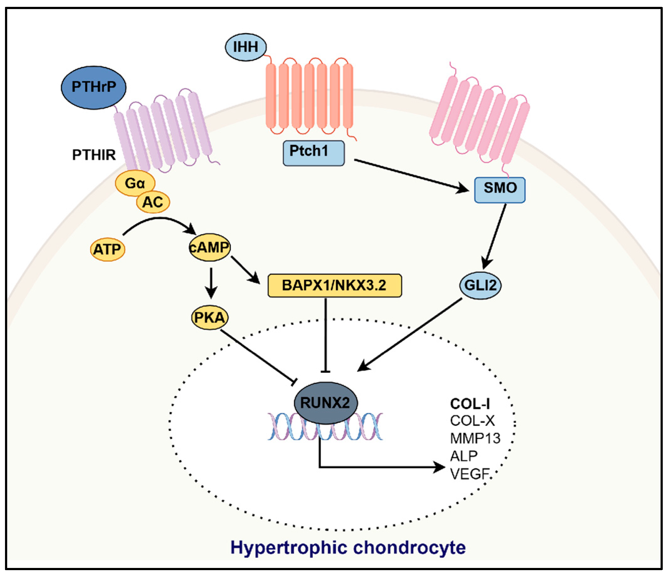 Bioengineering 12 00077 g001 Bioengineering 12 00077 g001