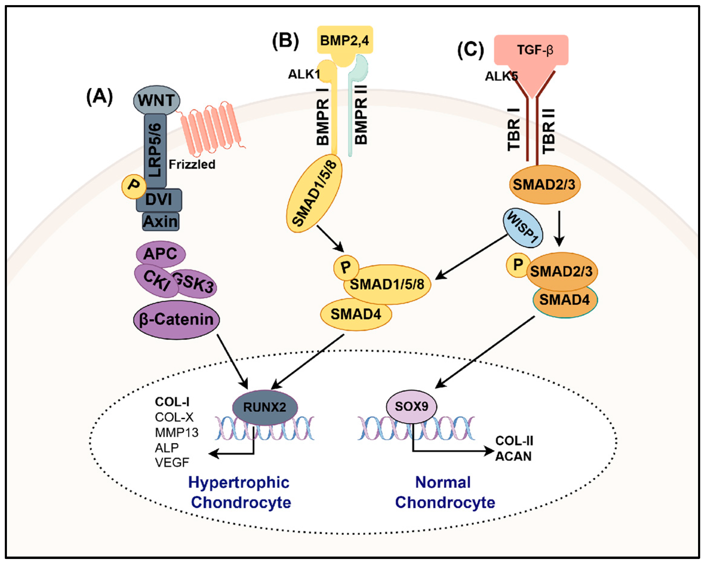Bioengineering 12 00077 g002 Bioengineering 12 00077 g002