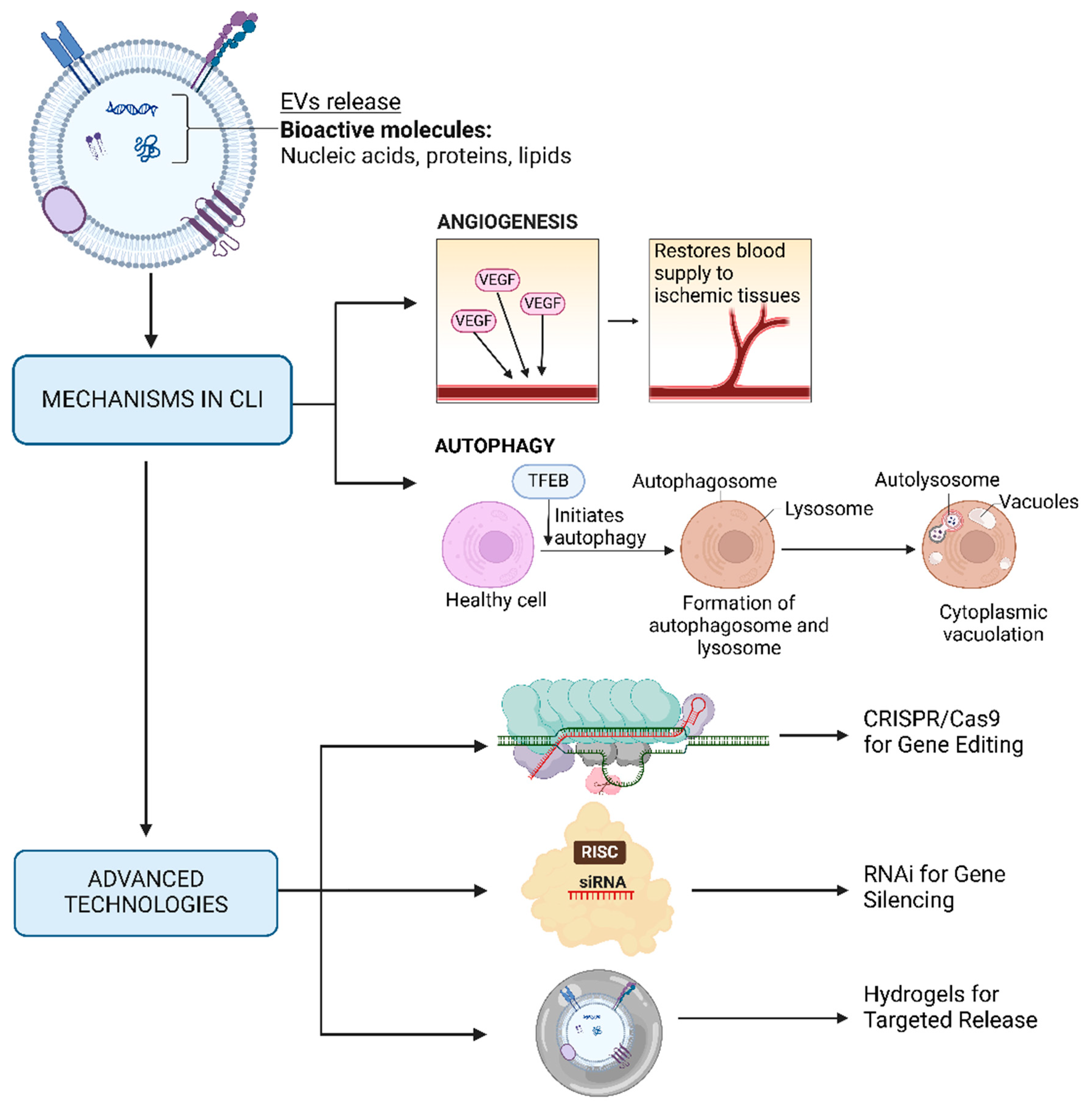 Bioengineering 12 00092 g003