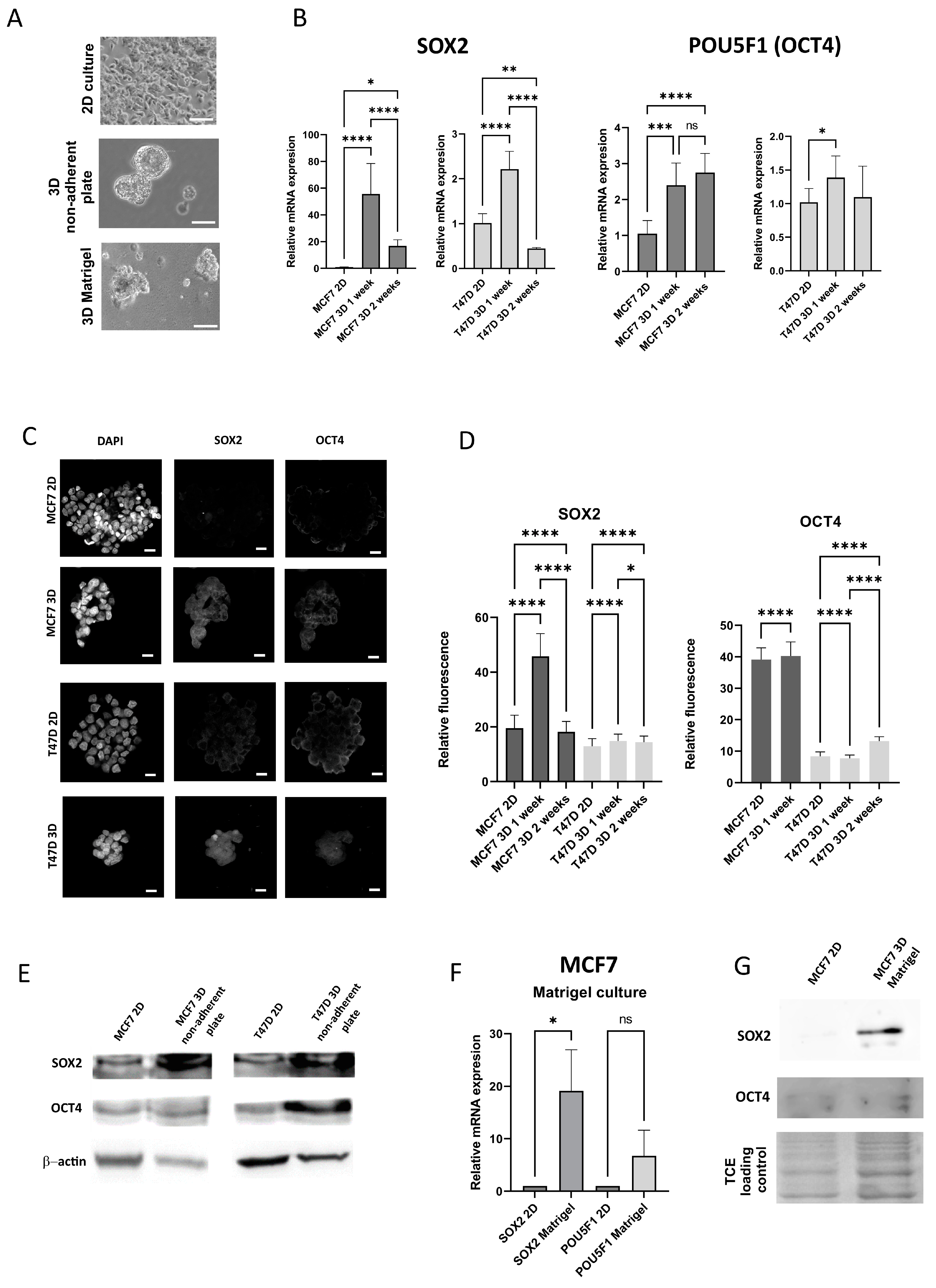 Bioengineering 12 00147 g002