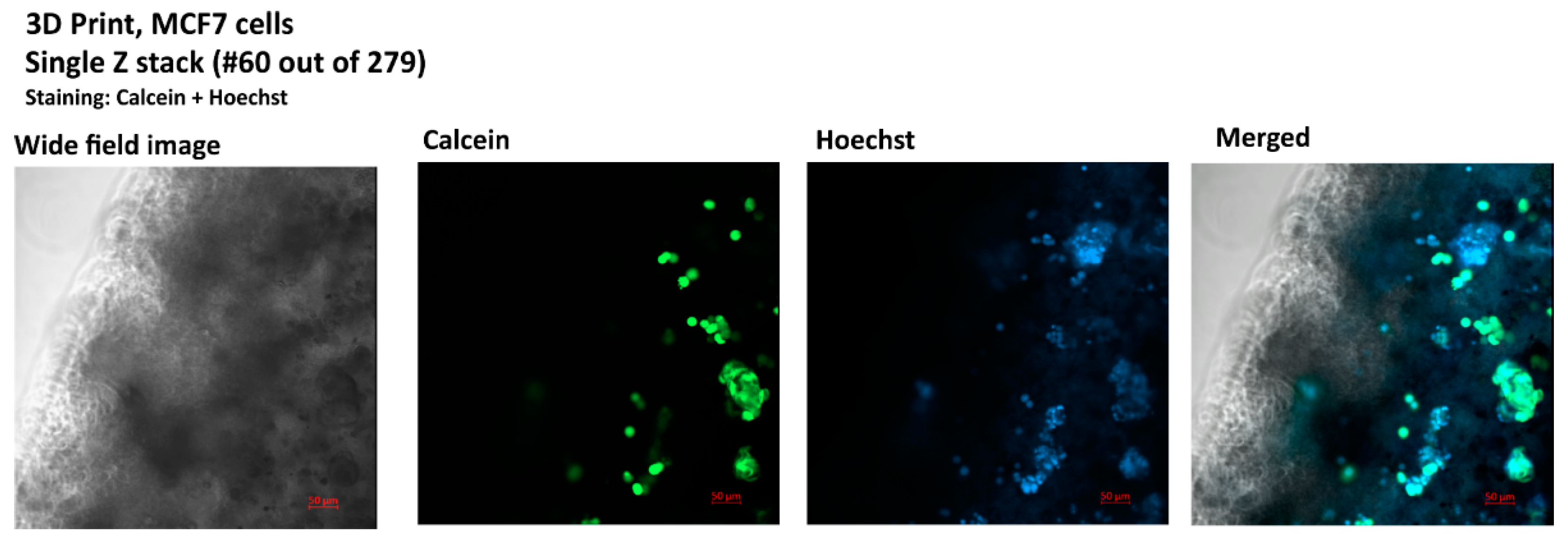 Bioengineering 12 00147 g004