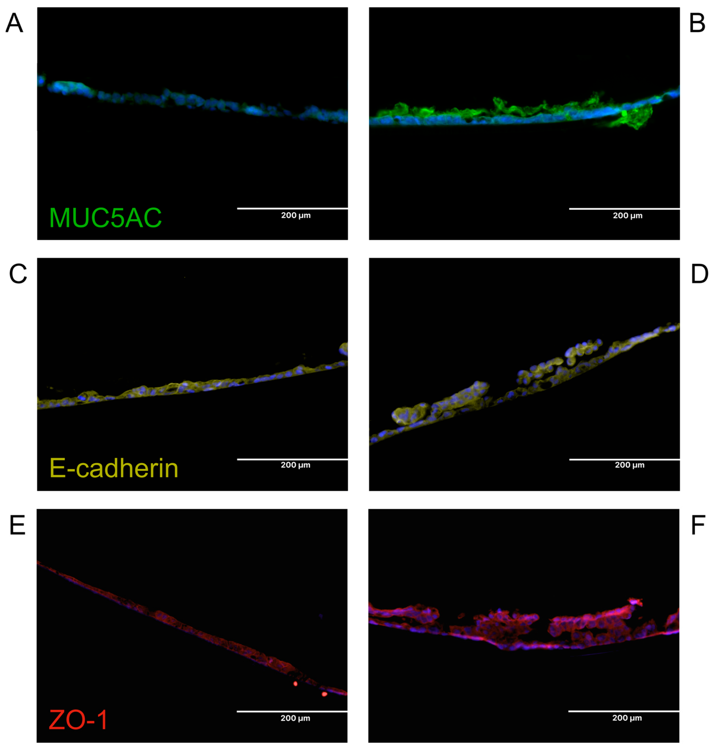 Bioengineering 12 00182 g005