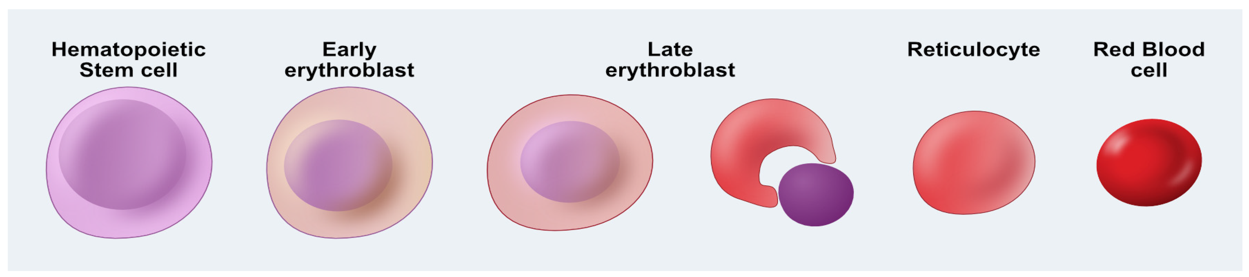 Bioengineering 12 00256 g001 Bioengineering 12 00256 g001