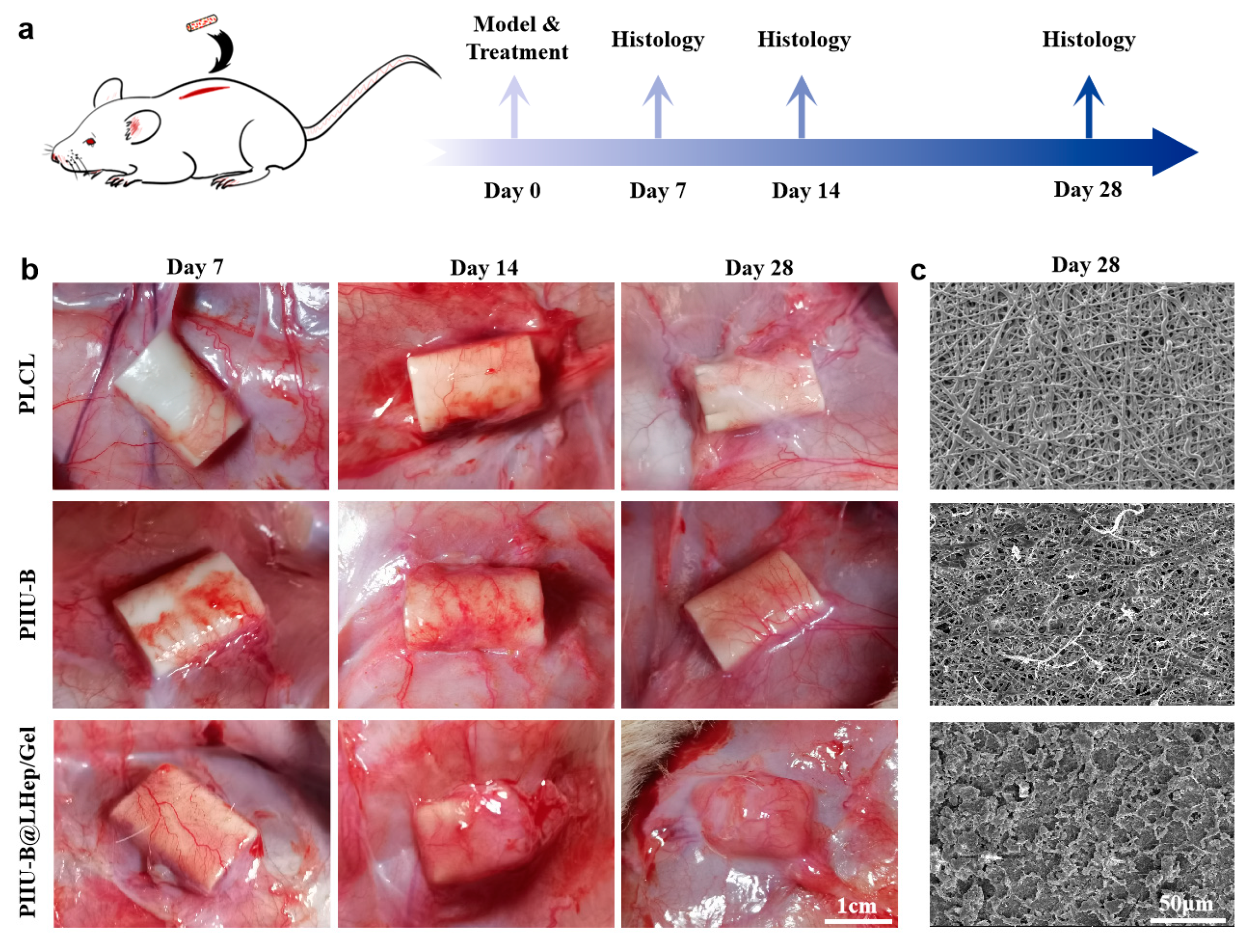 Bioengineering 12 00304 g007