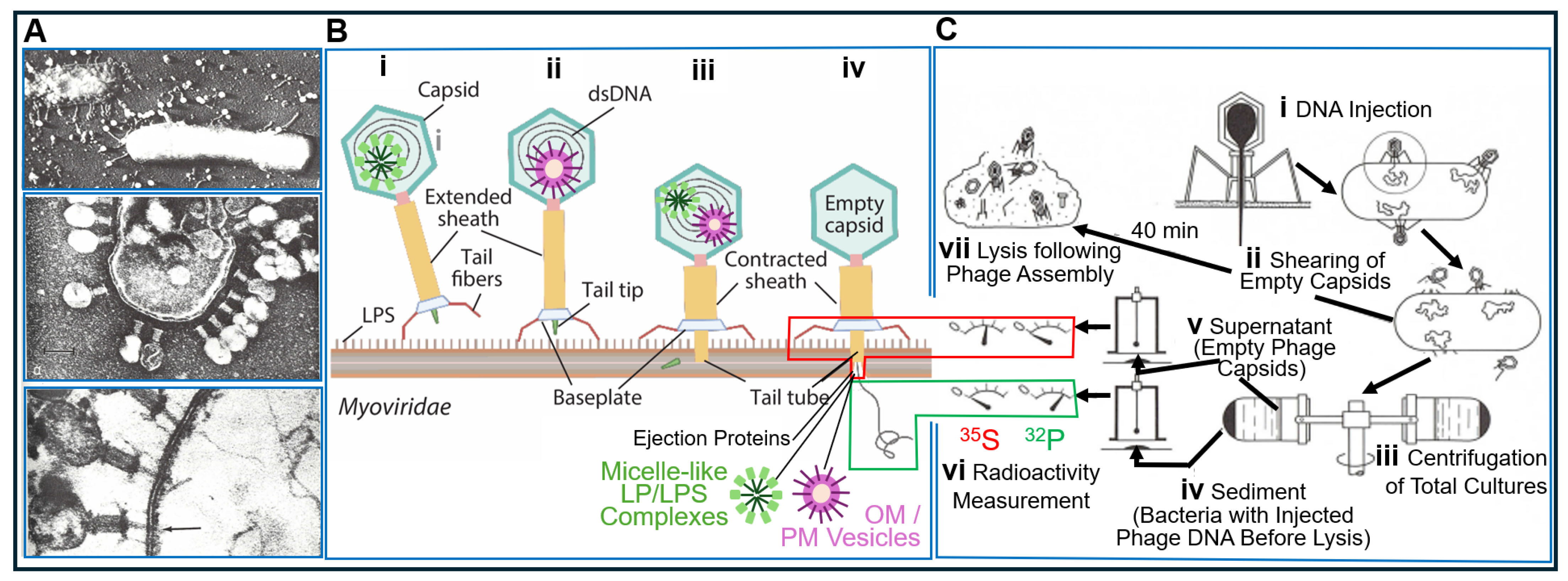 Bioengineering 12 00324 g015