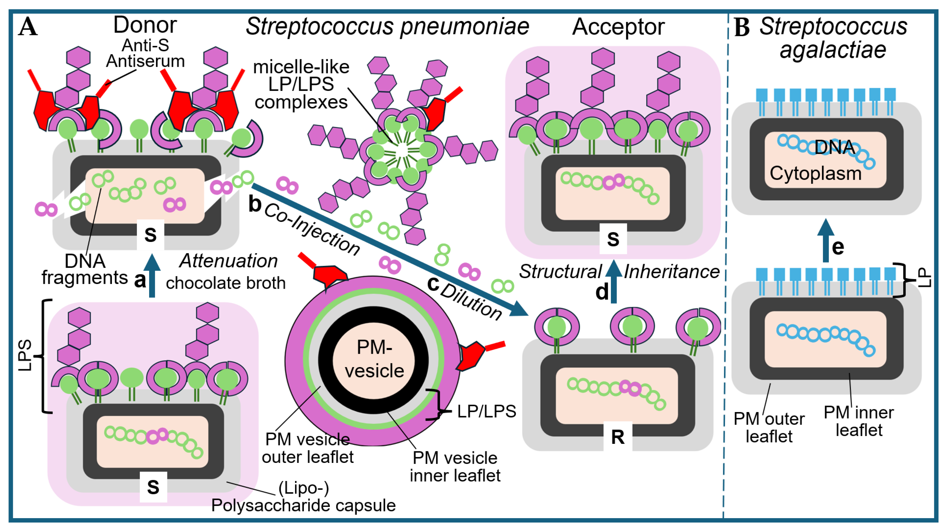Bioengineering 12 00324 g017