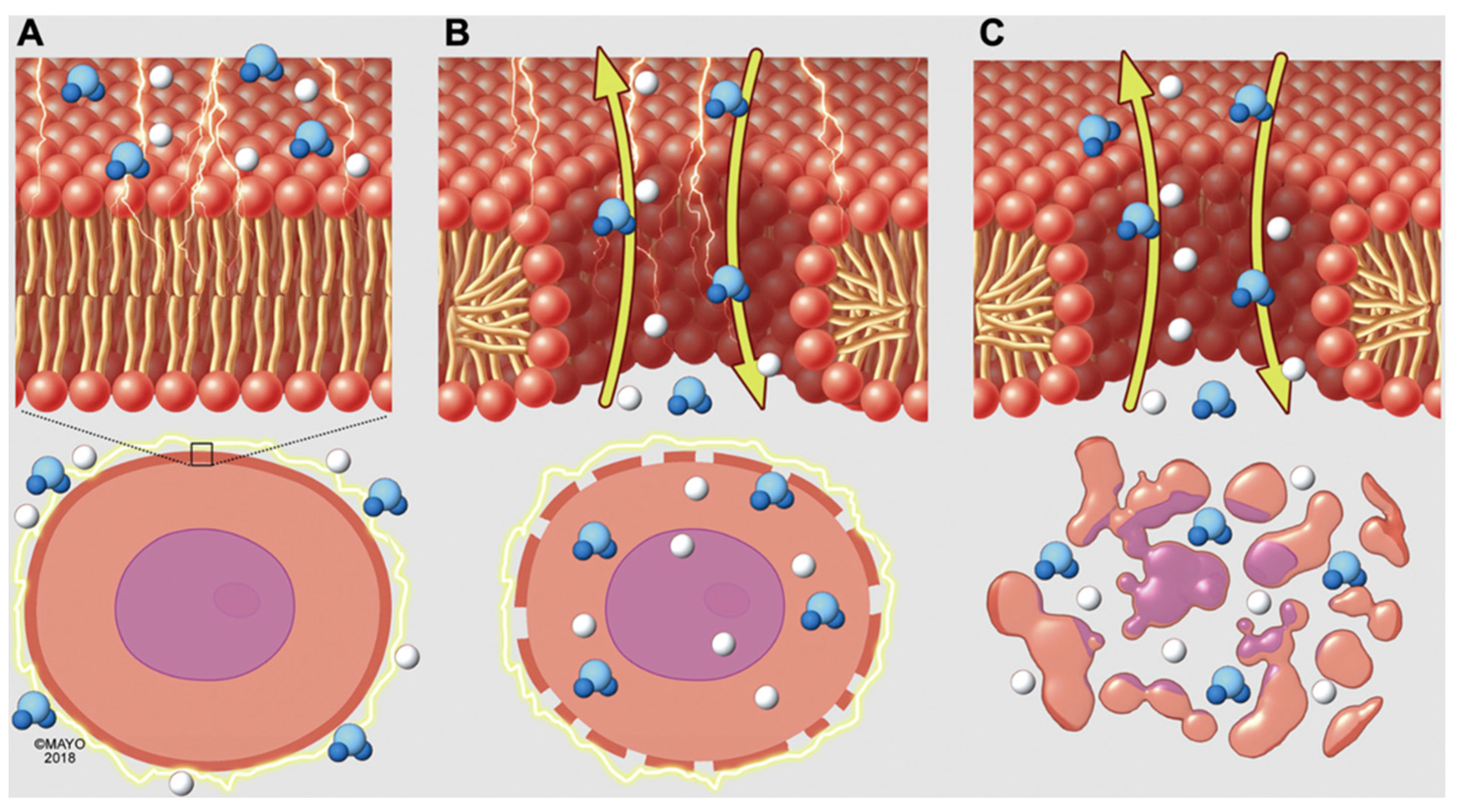 Bioengineering 12 00329 g001