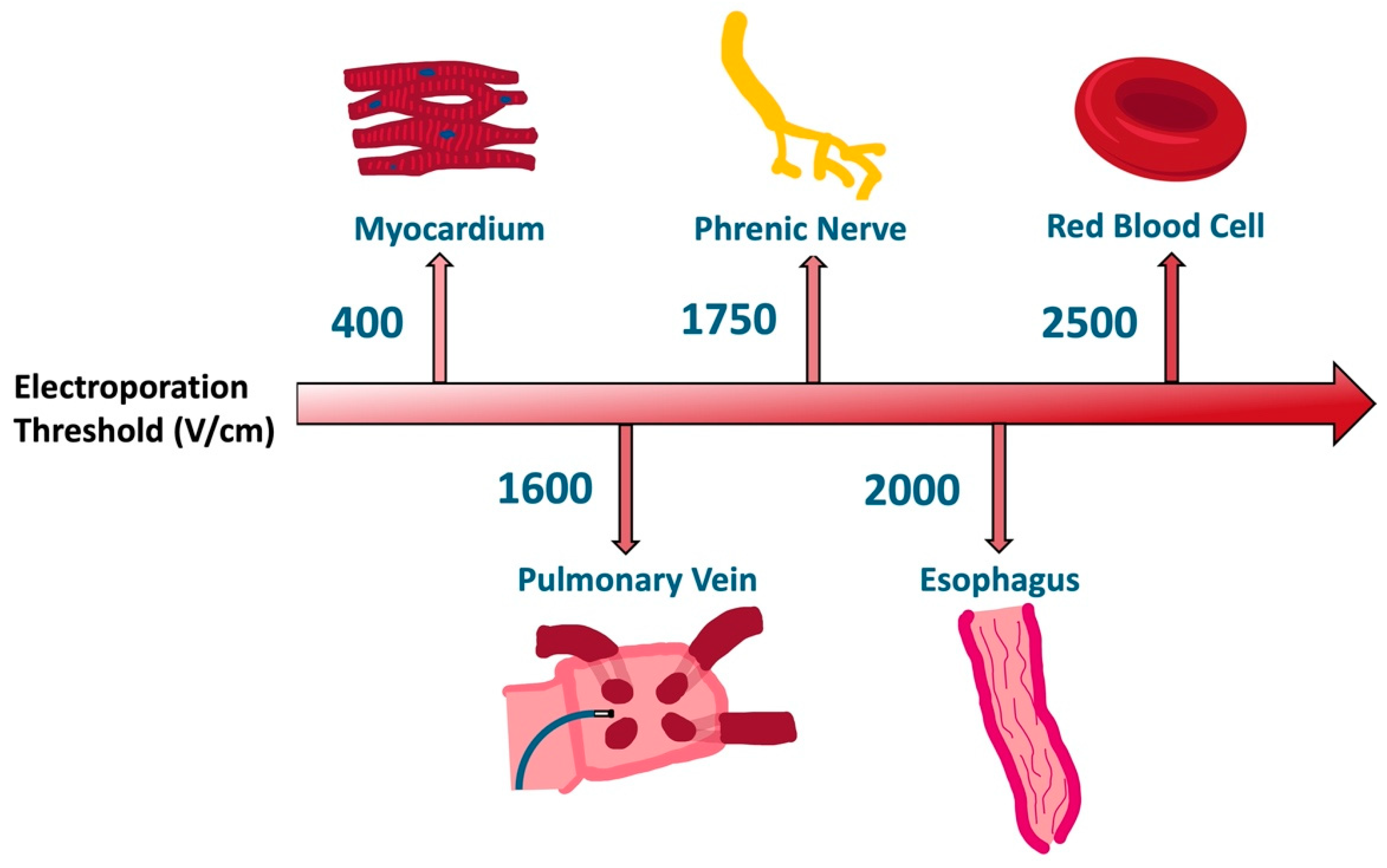Bioengineering 12 00329 g003