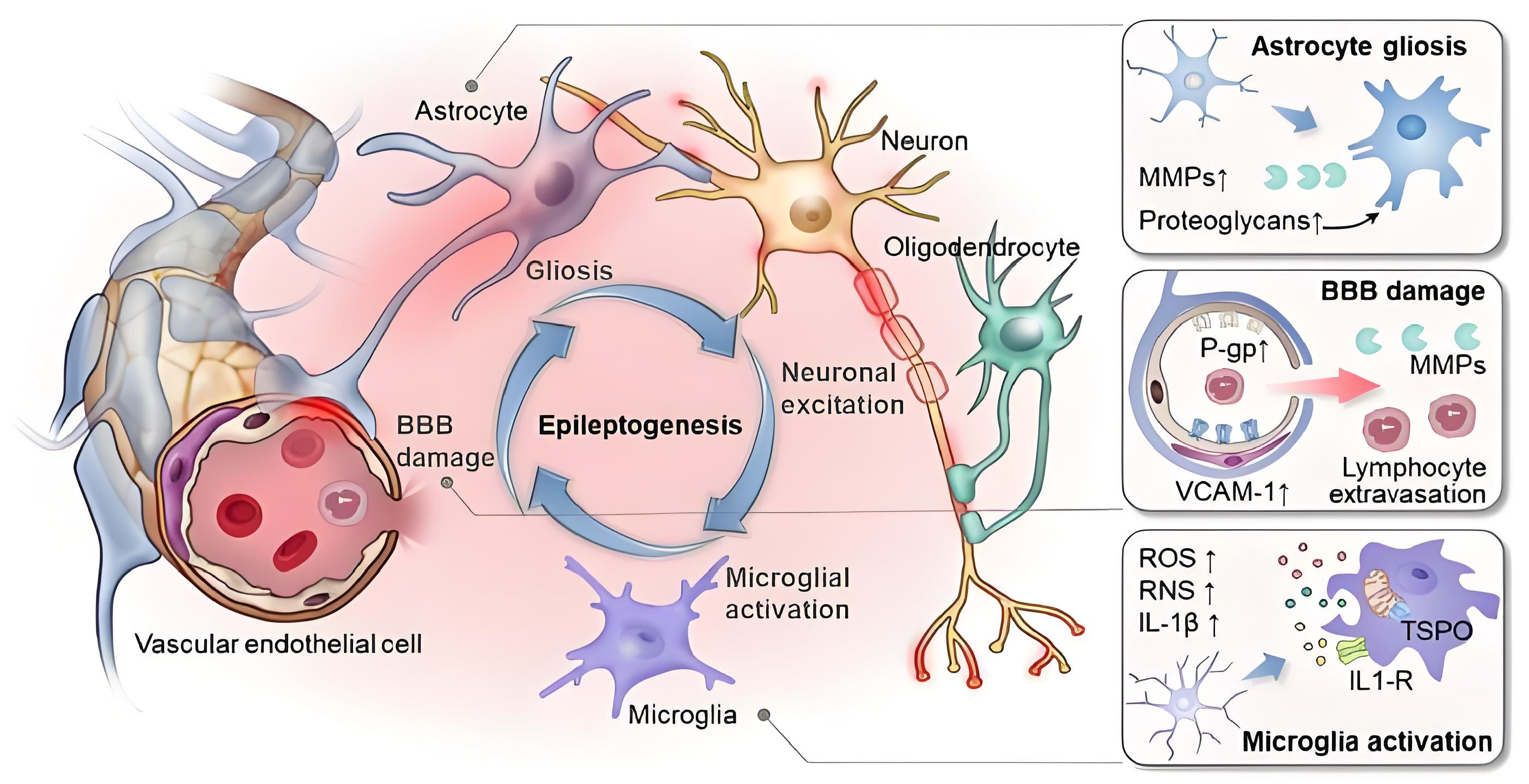Bioengineering 12 00442 g003