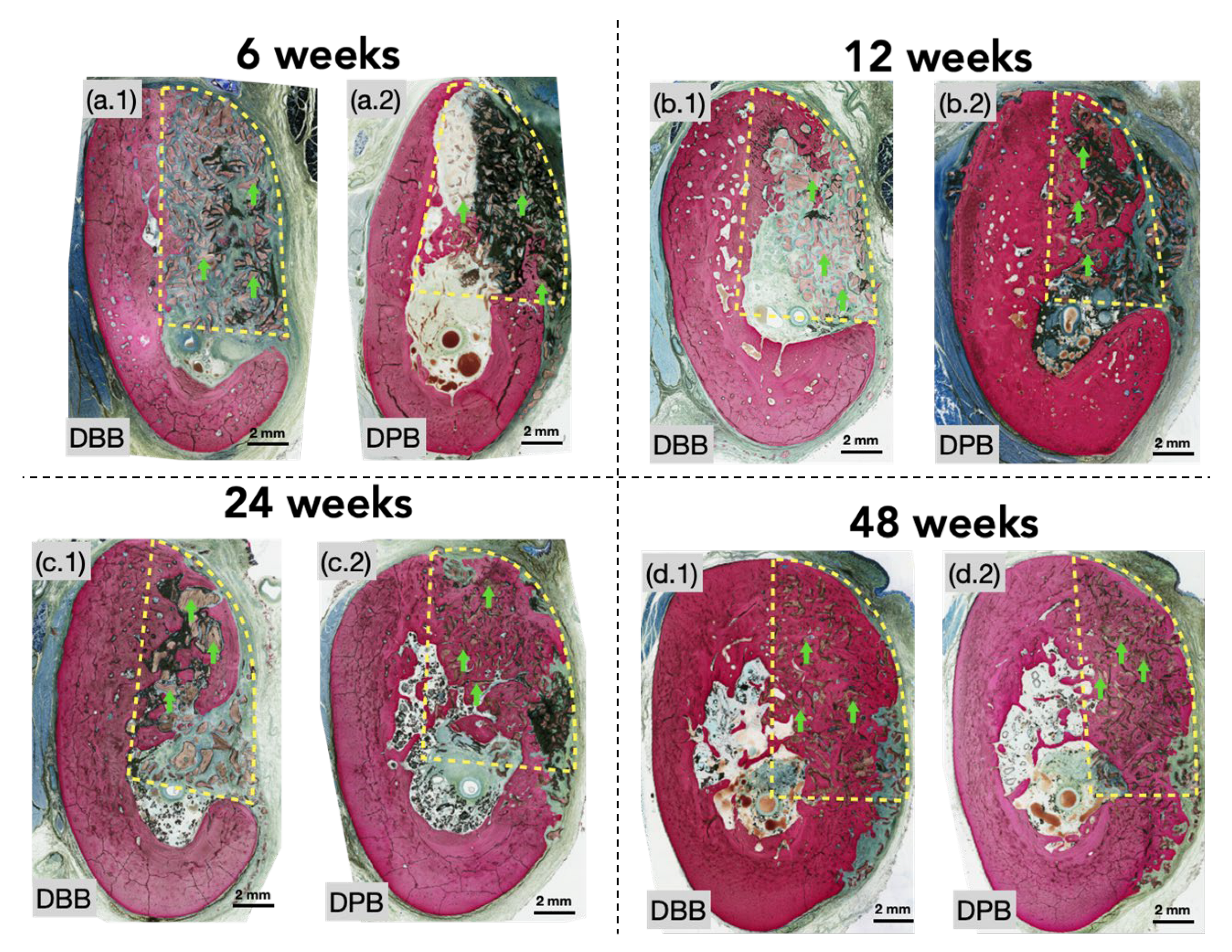 Bioengineering 12 00459 g002