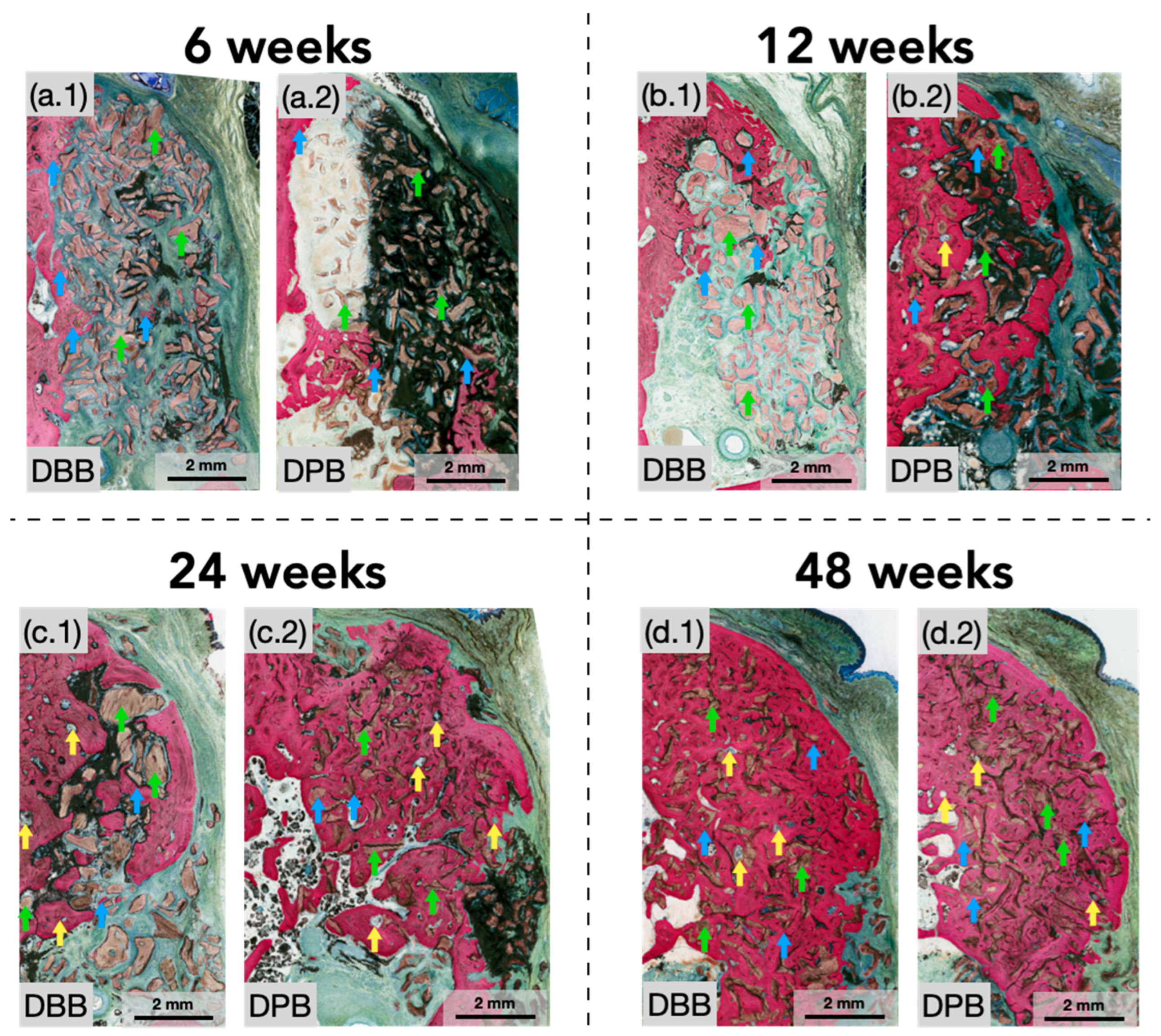 Bioengineering 12 00459 g003