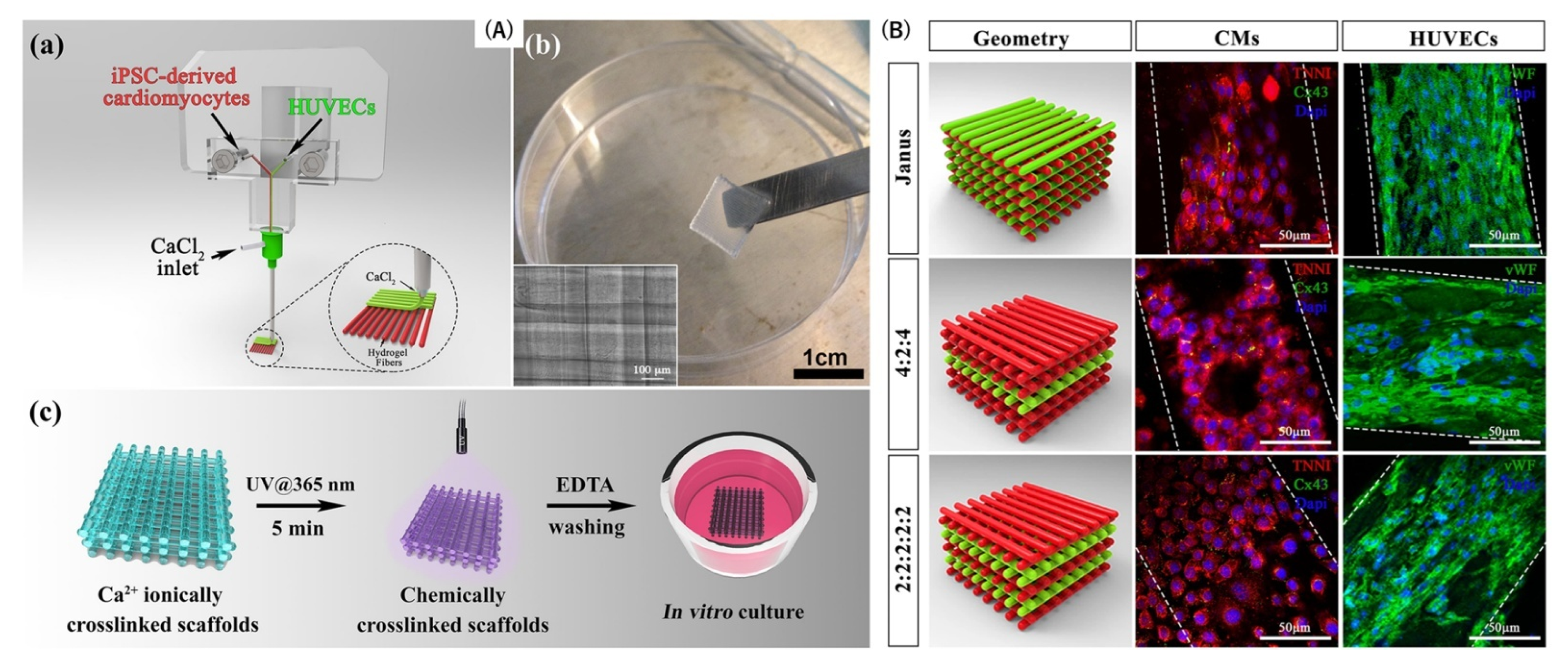 Bioengineering 12 00518 g006
