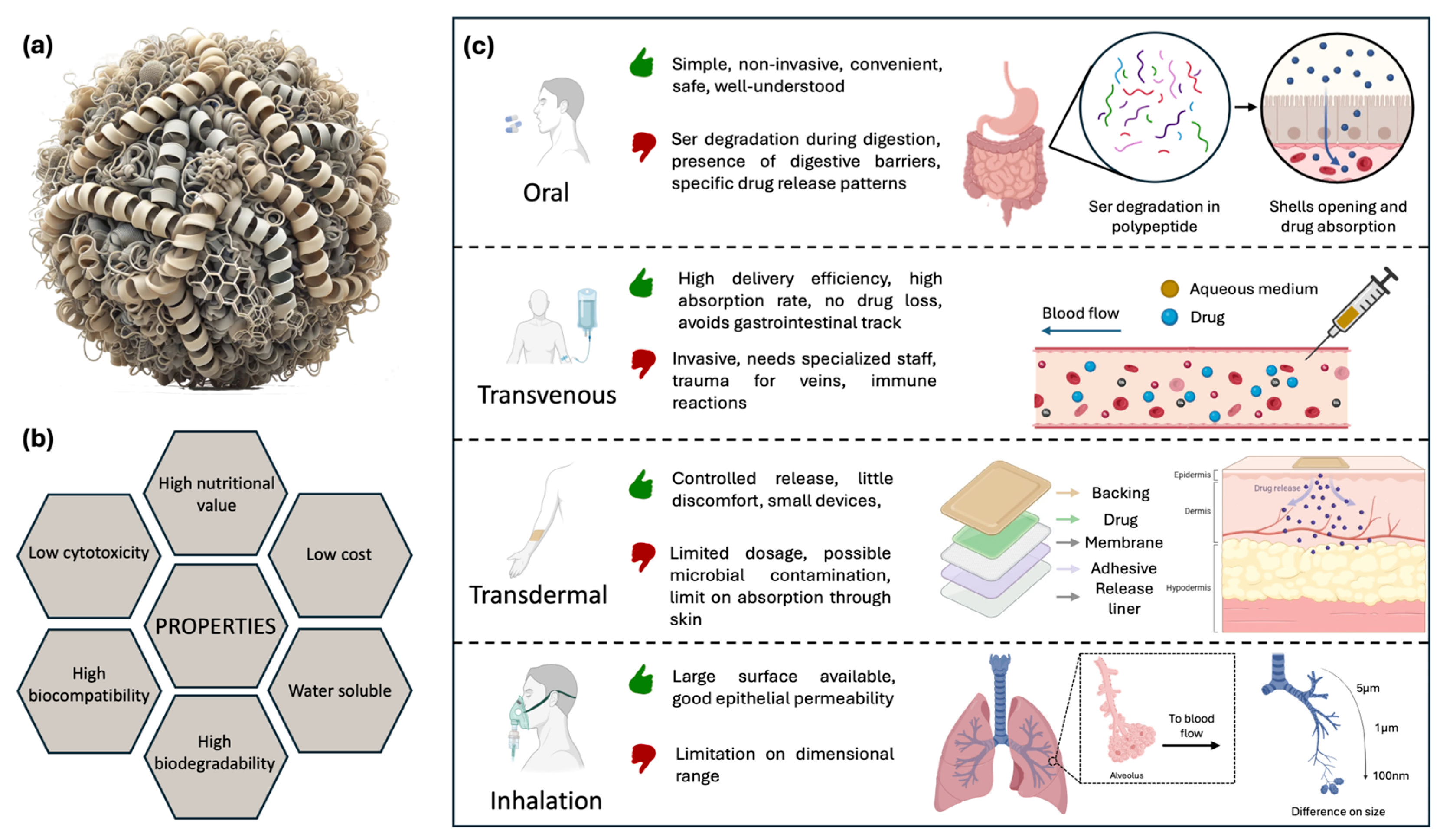 Bioengineering 12 00547 g004