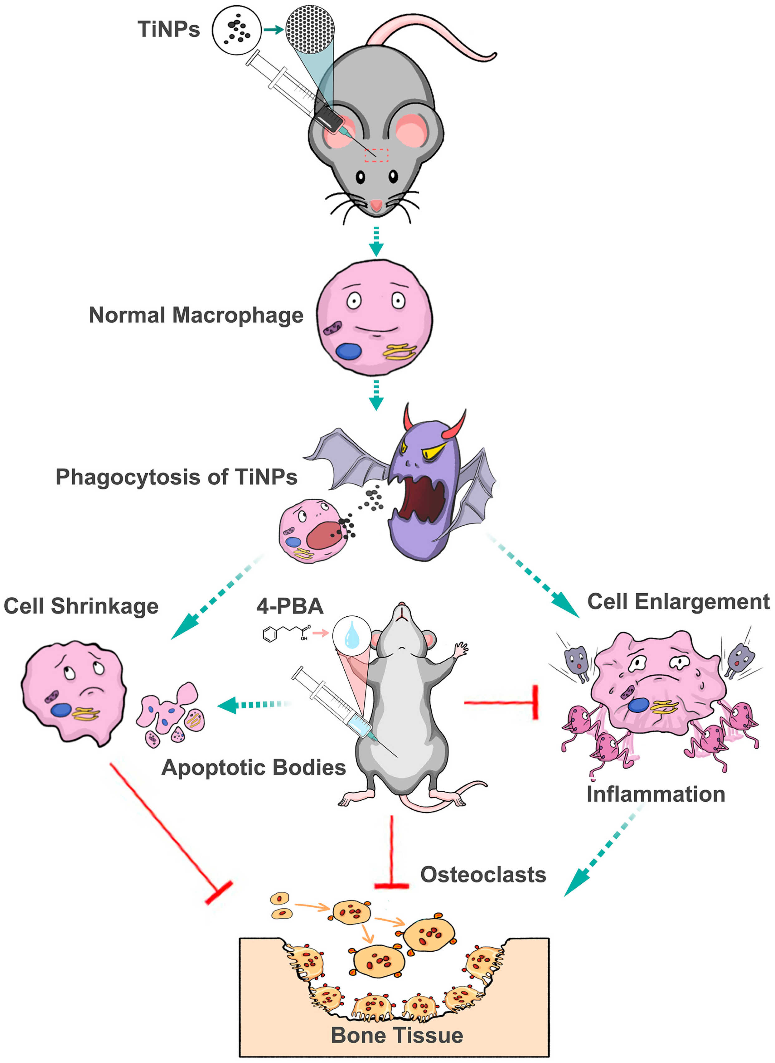 Bioengineering 12 00701 g005