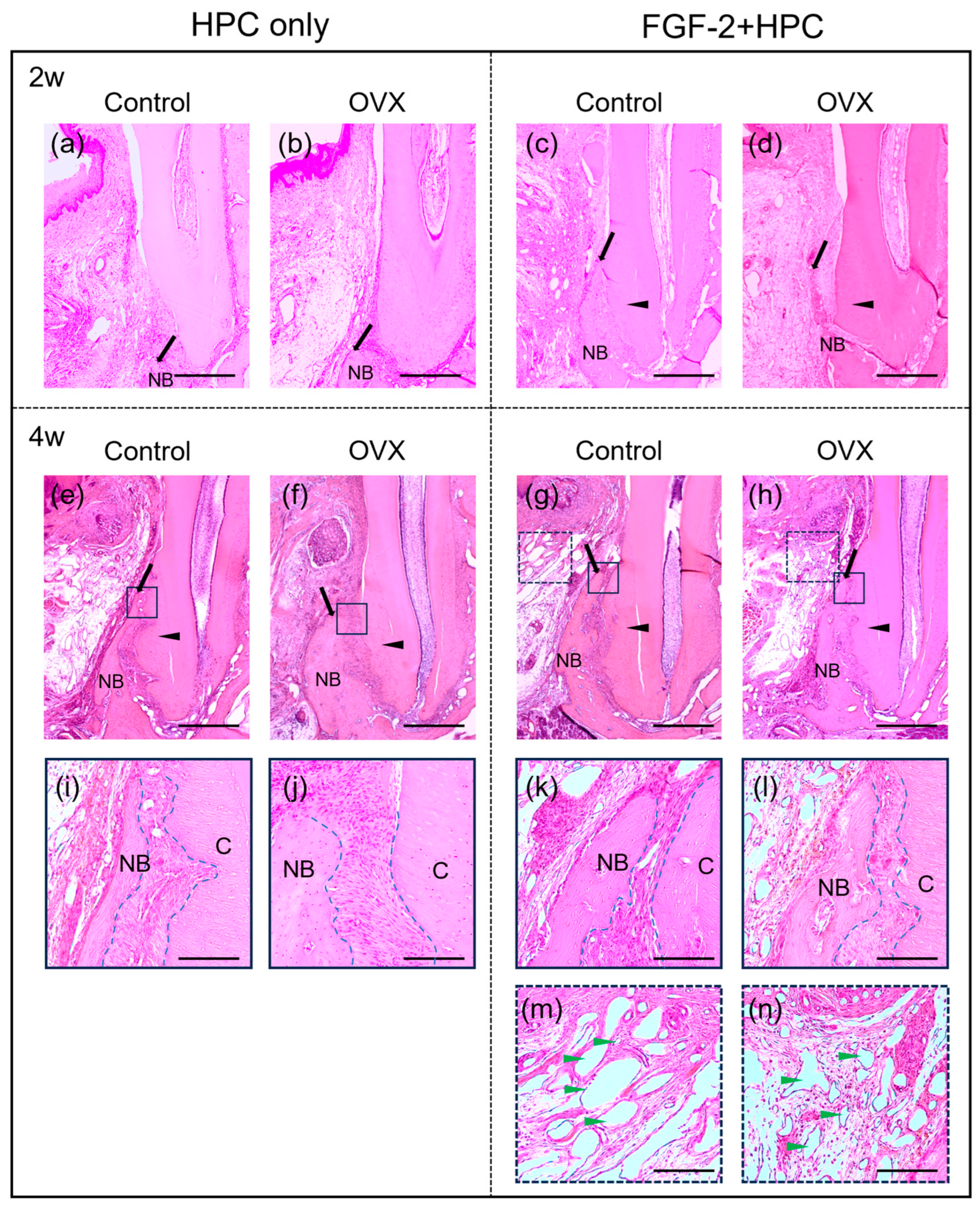 Bioengineering 12 00748 g002