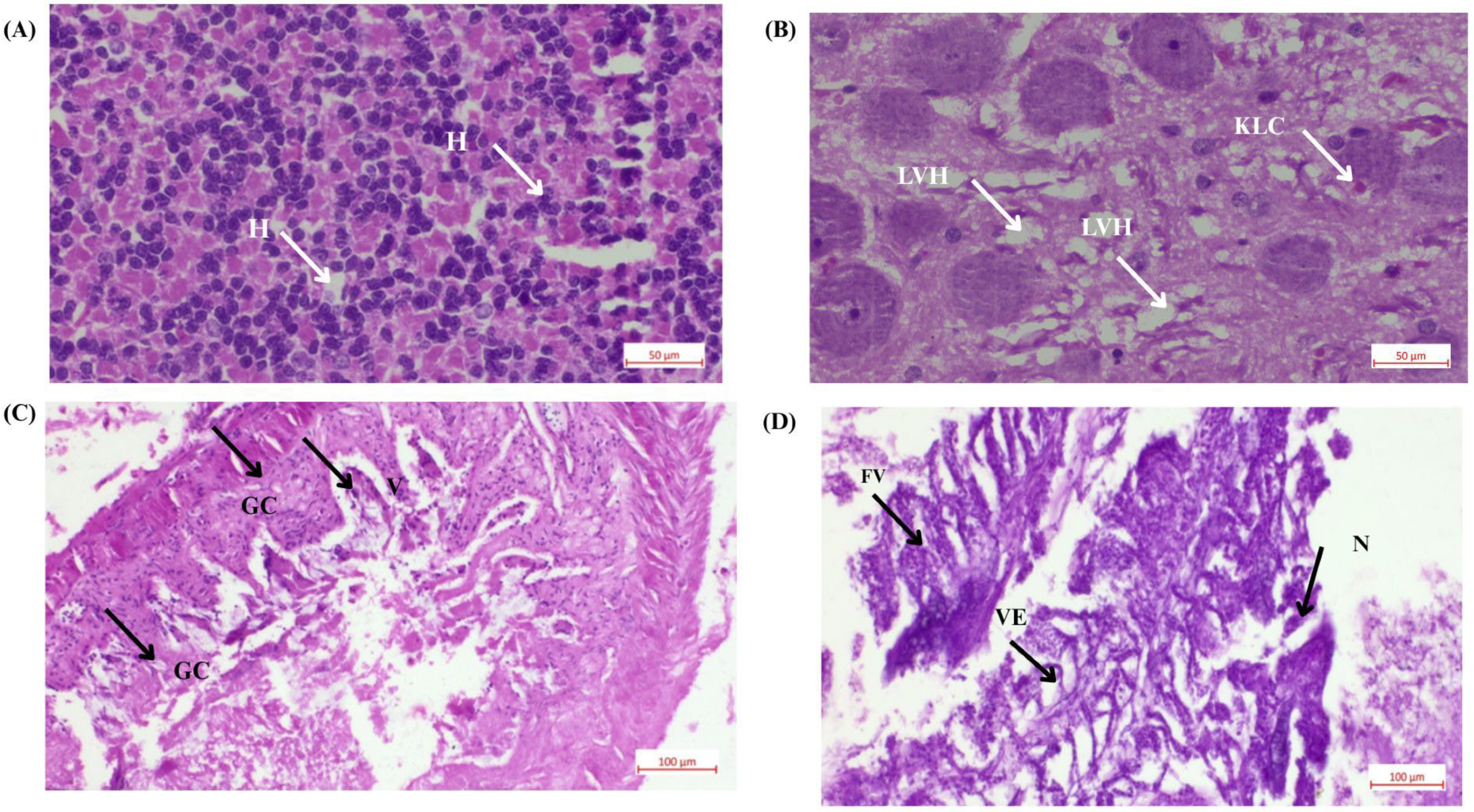 Bioengineering 12 01016 g006 Bioengineering 12 01016 g006