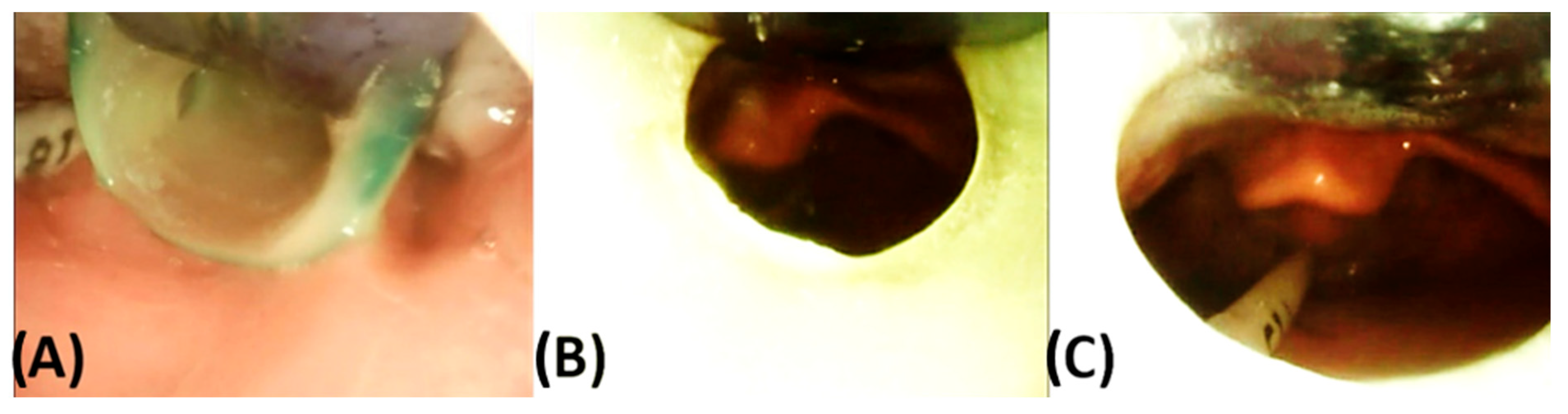 Bioengineering 12 01063 g028 Bioengineering 12 01063 g028