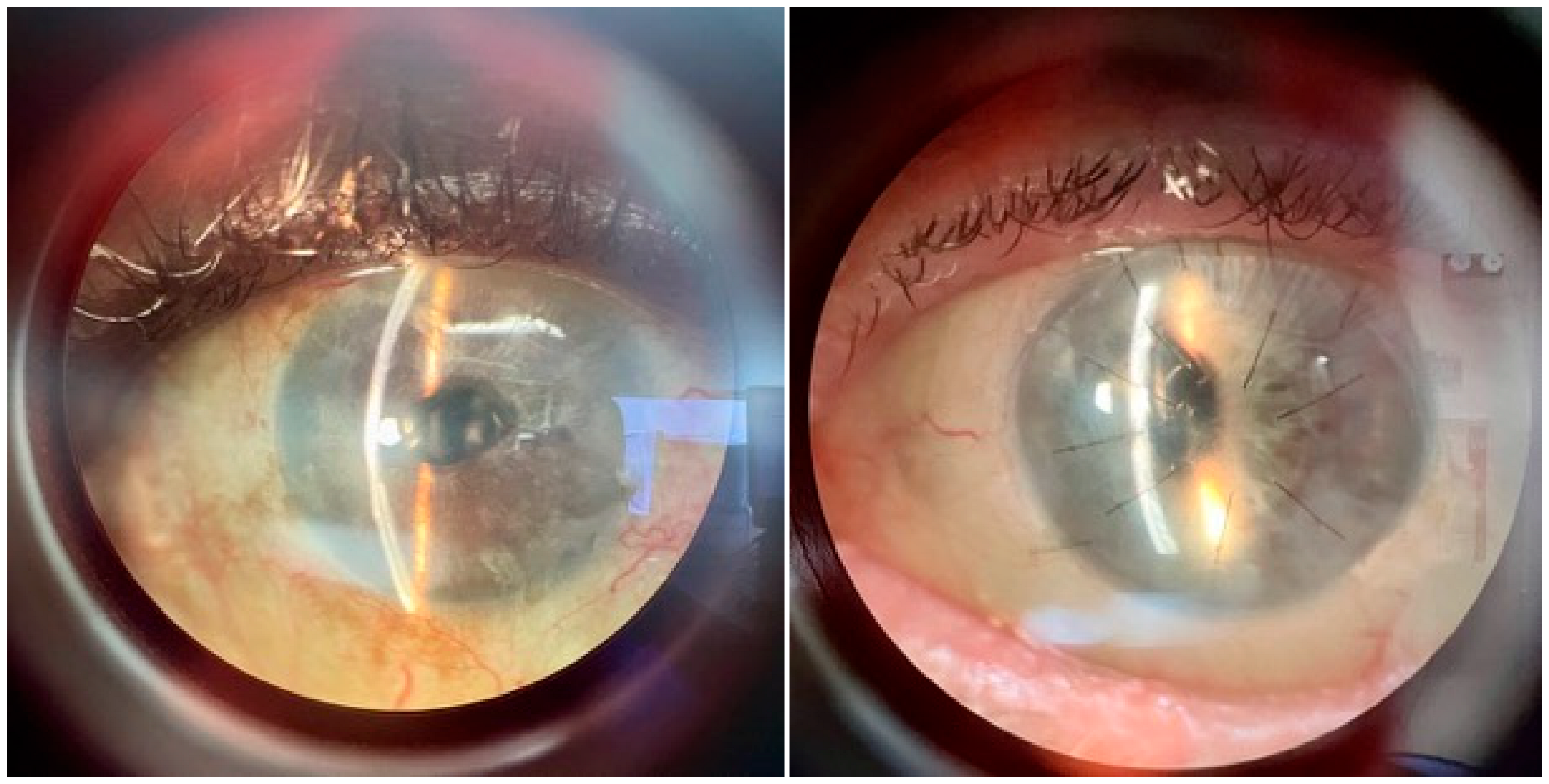 Bioengineering 12 01064 g001 Bioengineering 12 01064 g001