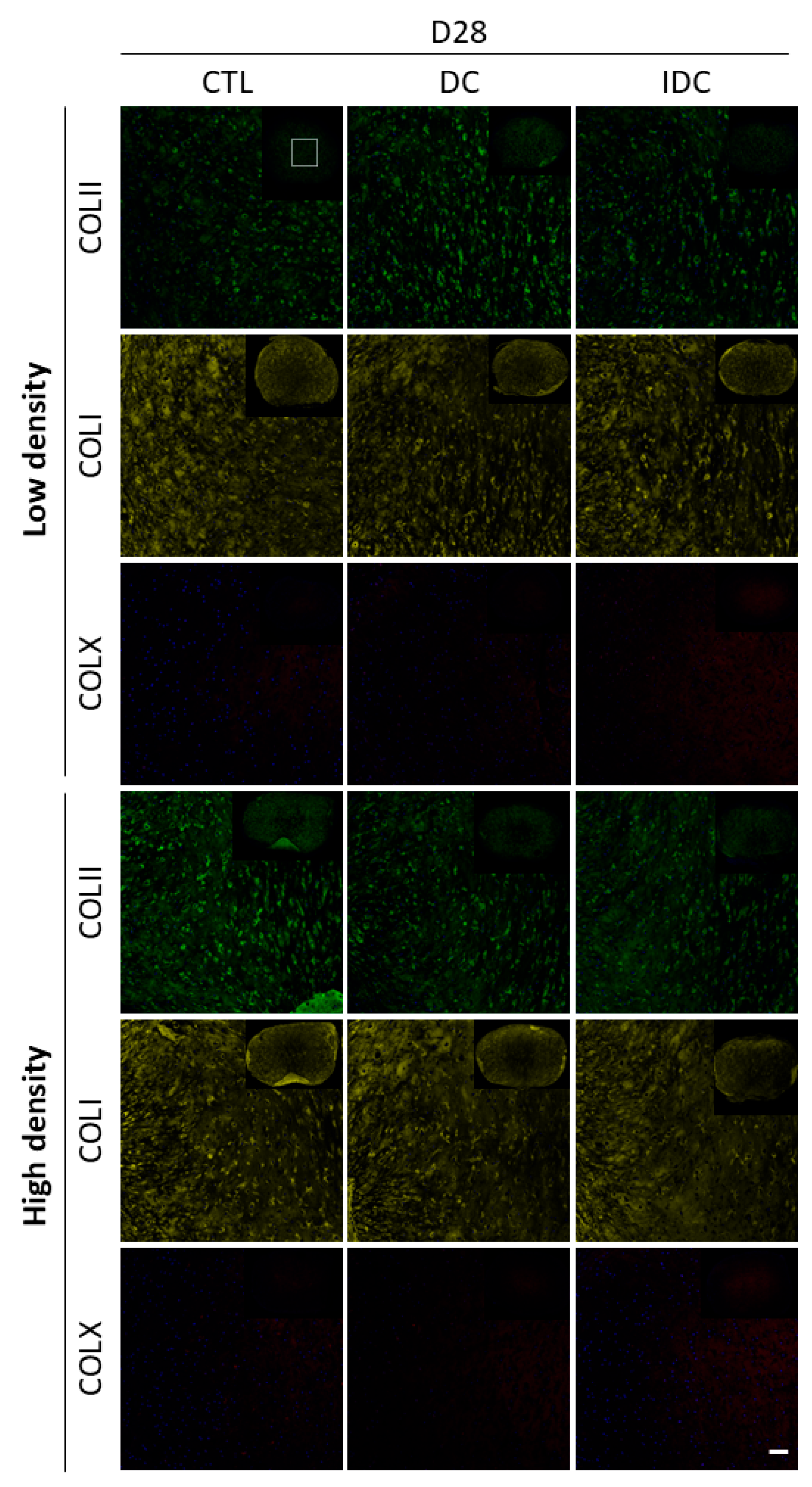 Bioengineering 12 01075 g008 Bioengineering 12 01075 g008