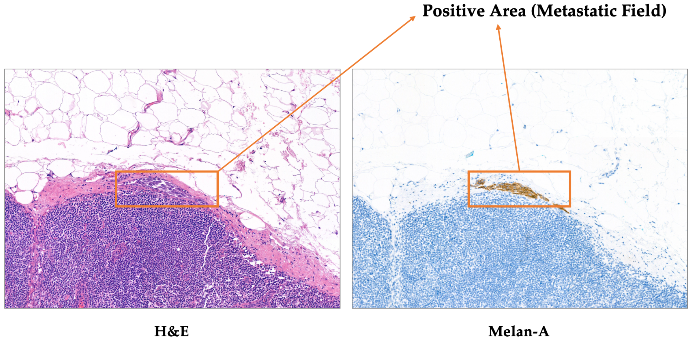 Bioengineering 12 01156 g004 Bioengineering 12 01156 g004