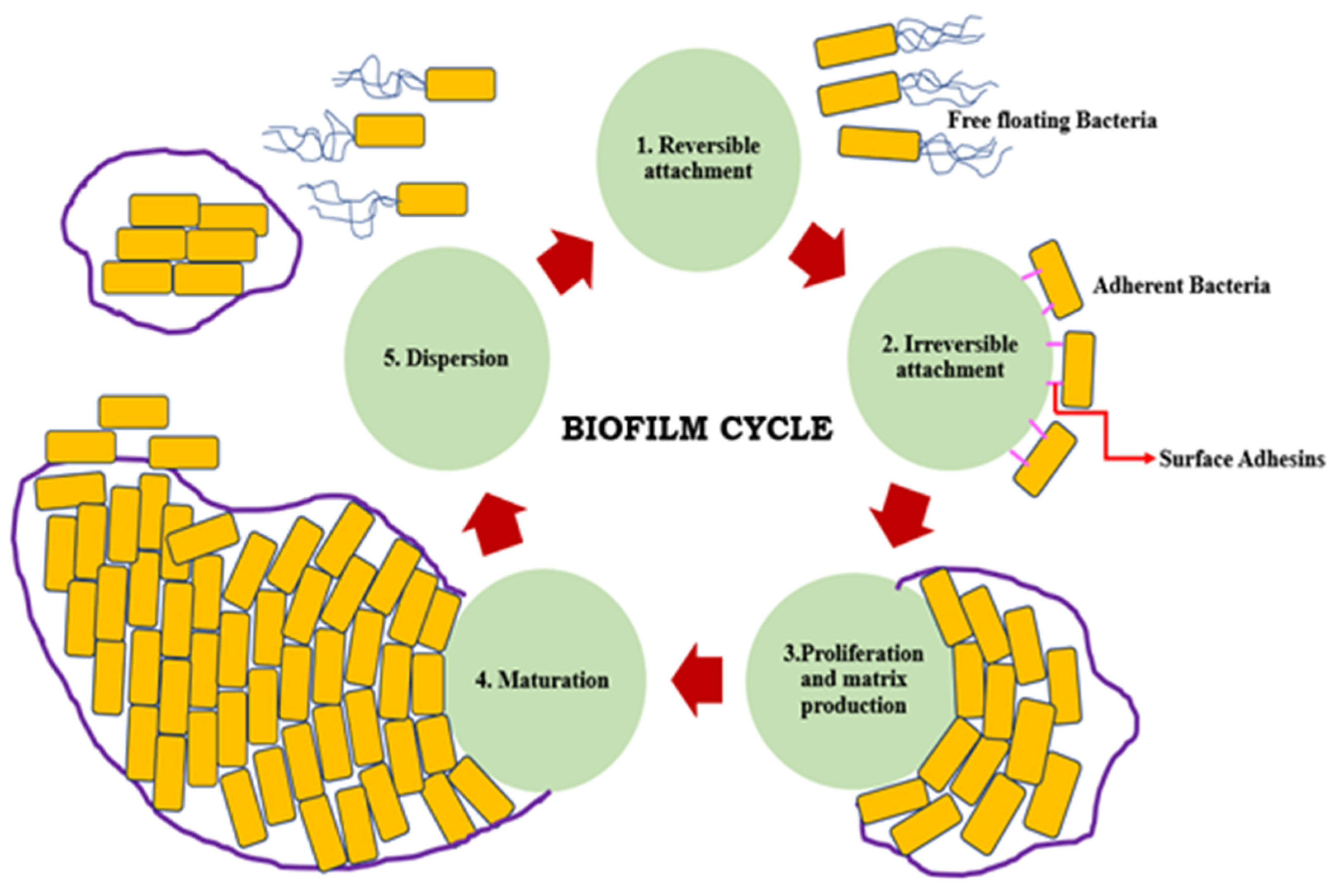 Biologics | Free Full-Text | Pseudomonas aeruginosa Biofilm Formation and  Its Control | HTML