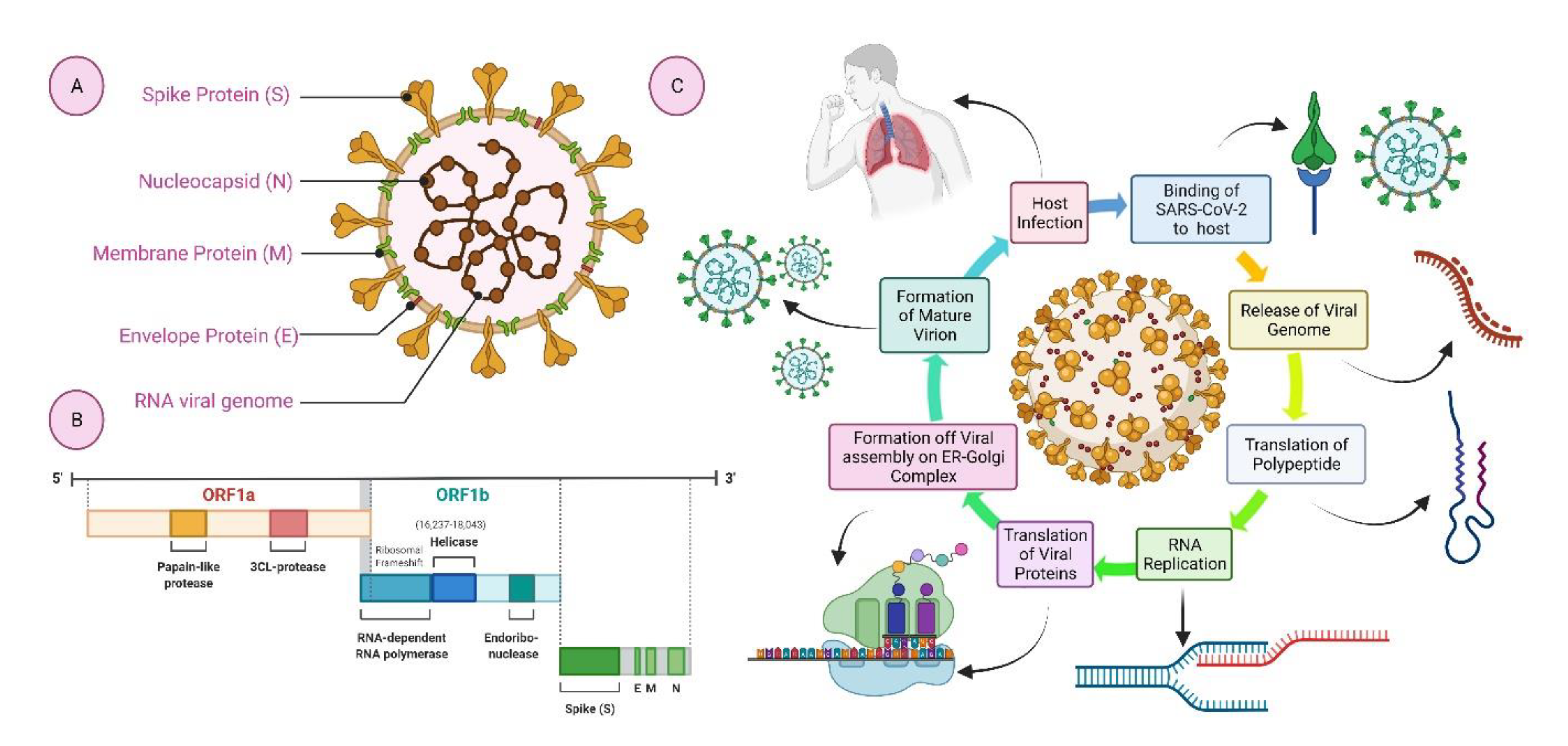 Safety and immunogenicity of INO-4800 DNA vaccine against SARS-CoV