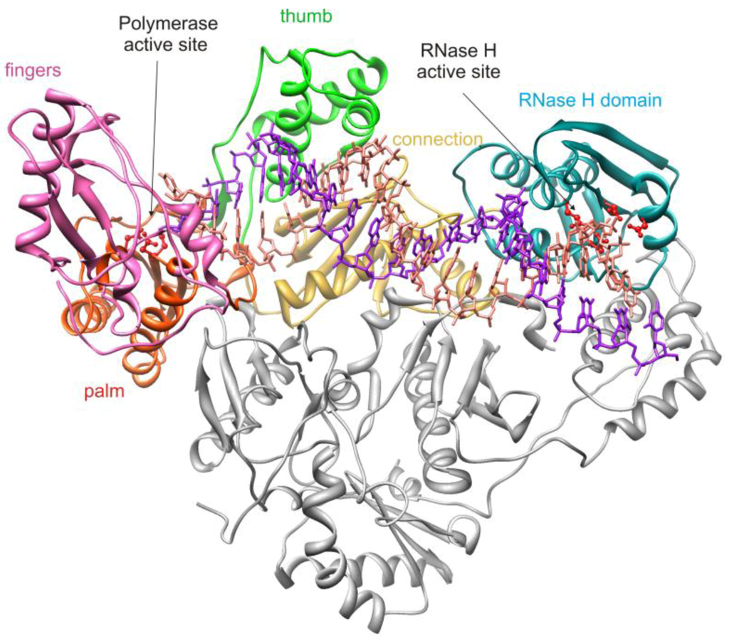 Biology | Free Full-Text | Inhibitors of HIV-1 Reverse  Transcriptase—Associated Ribonuclease H Activity