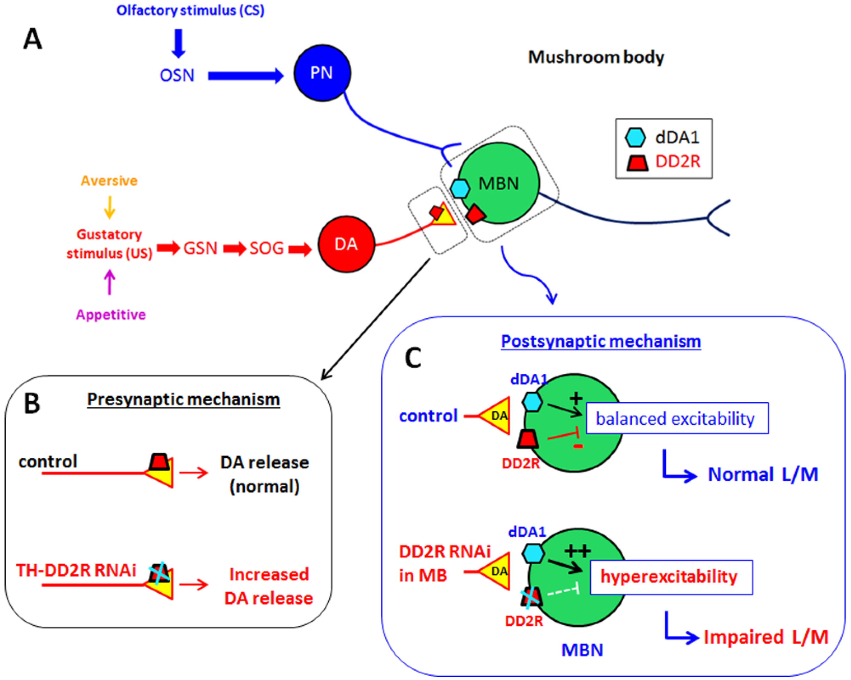 D рецепторы. D2 рецепторы. D2 receptor signalling. M2 рецепторы. D2 receptor and shizhofrenic.