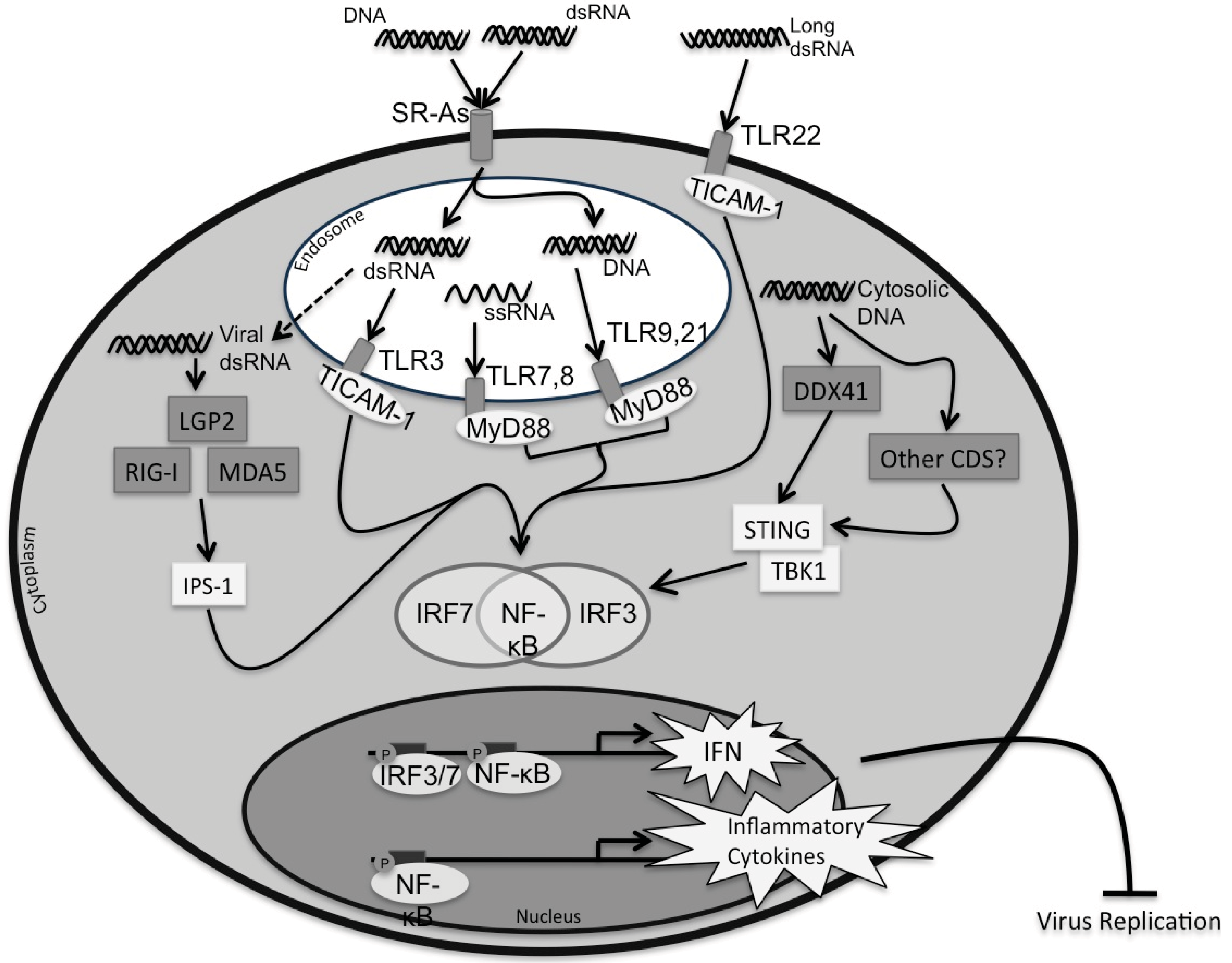 Biology | Free Full-Text | Sensors of Infection: Viral Nucleic