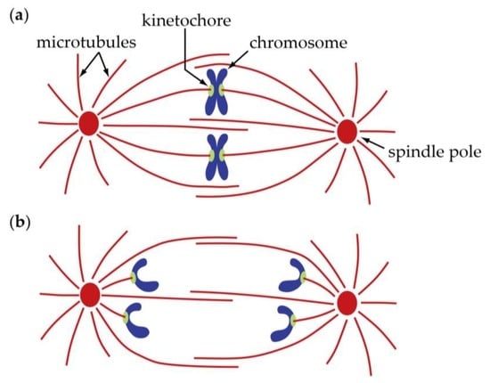Biology | Free Full-Text | Anaphase A: Disassembling Microtubules Move  Chromosomes toward Spindle Poles
