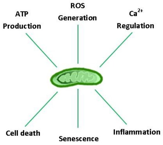 Biology | Free Full-Text | Mitochondria and Aging—The Role of Exercise as a  Countermeasure | HTML