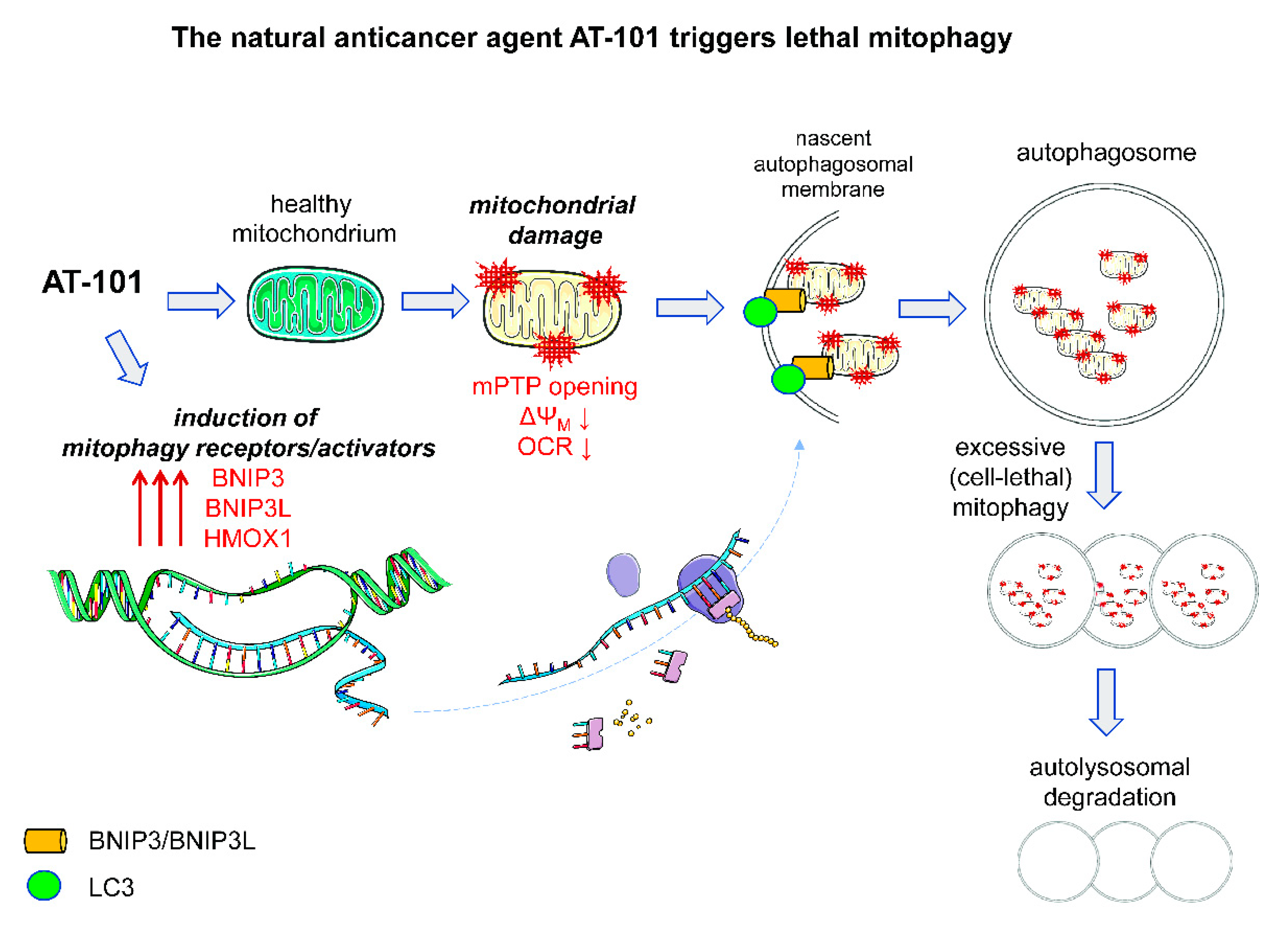 Biology | Free Full-Text | Autophagy in Cancer Cell Death | HTML