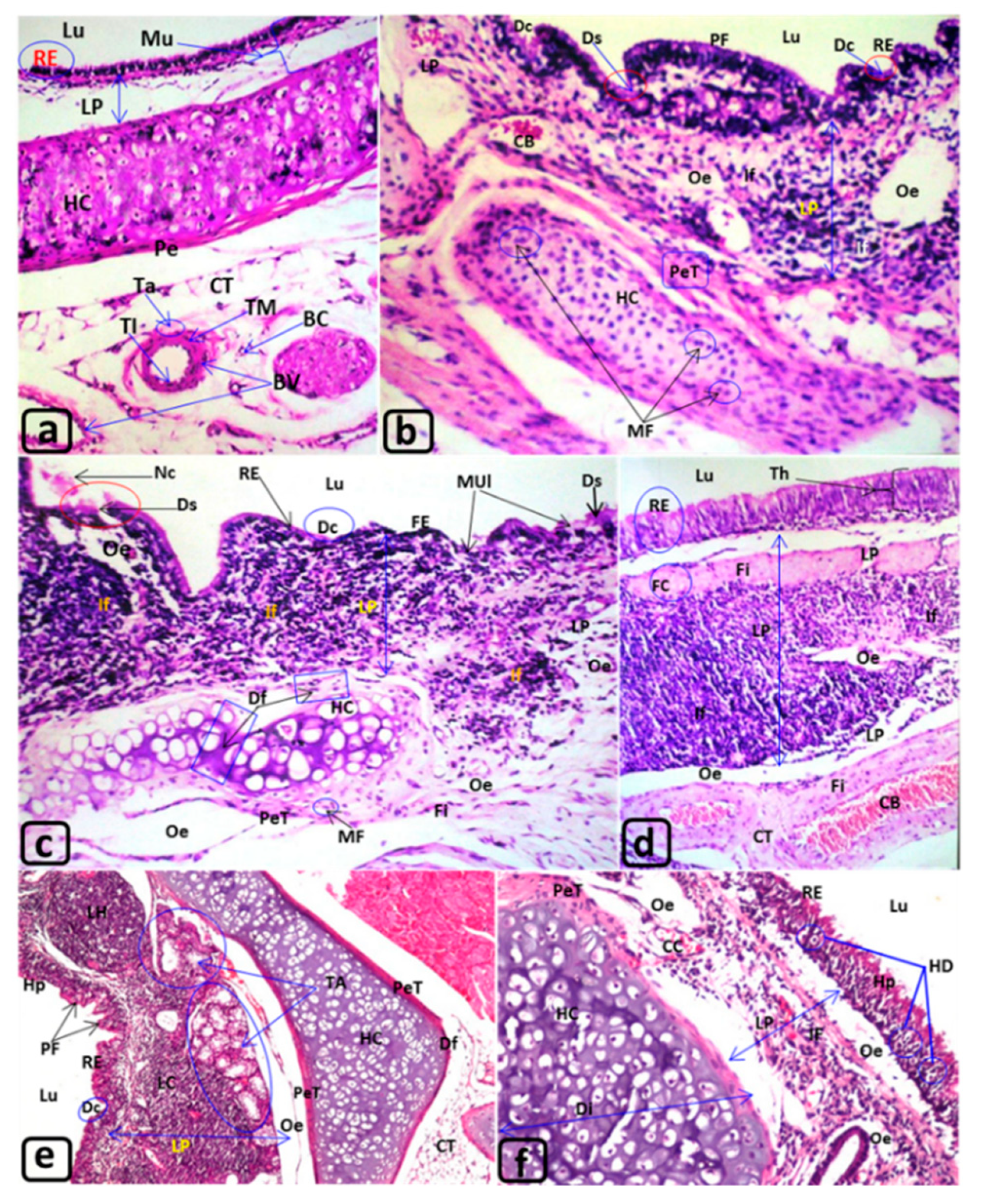 Biology Free Full Text Impact Effect Of Methyl Tertiary Butyl Ether Twelve Months Vapor Inhalation Study In Rats Html