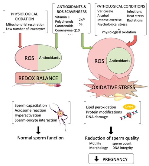 Insight into oxidative stress in varicocele-associated male