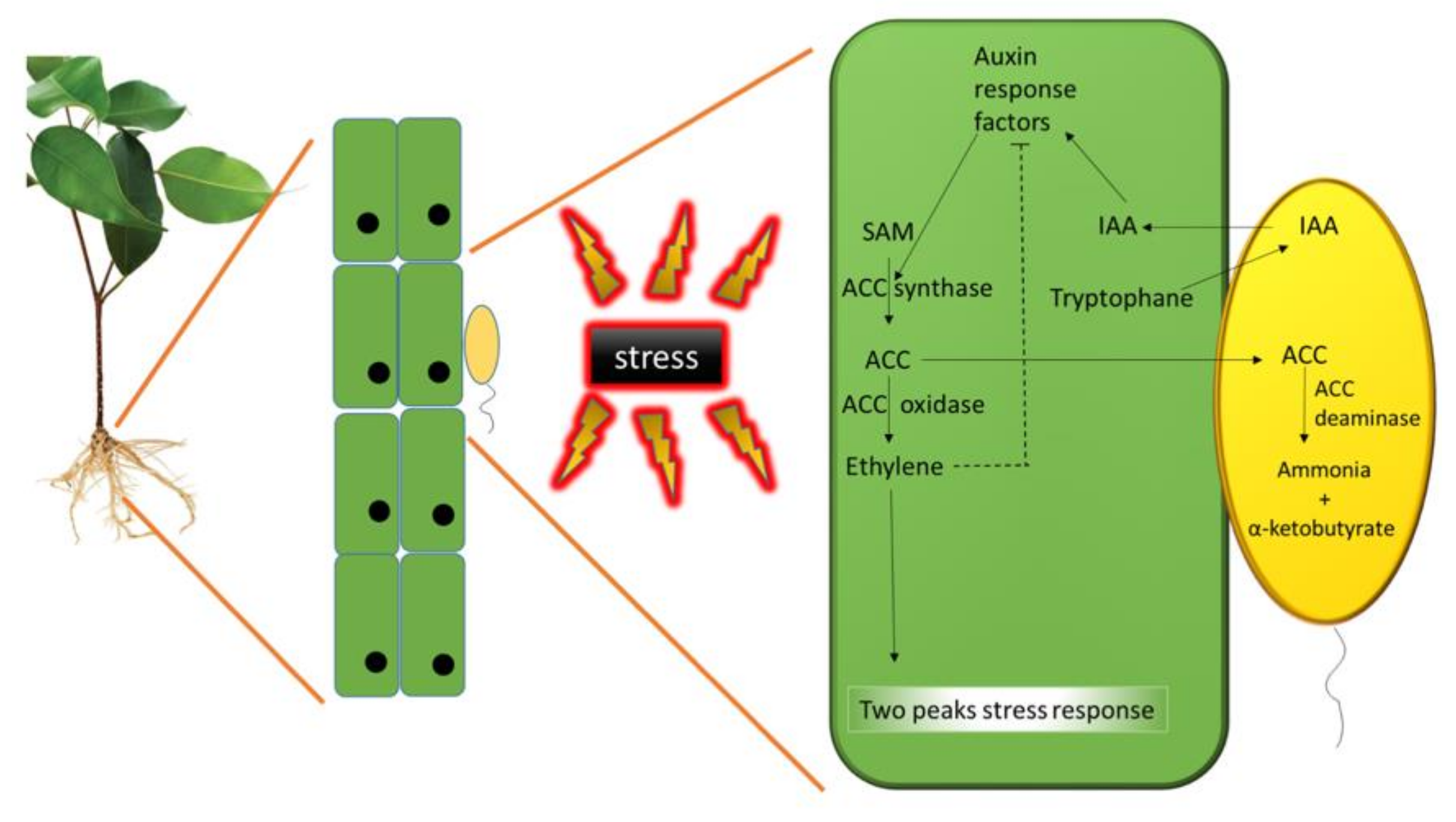 Biology 09 00116 g002