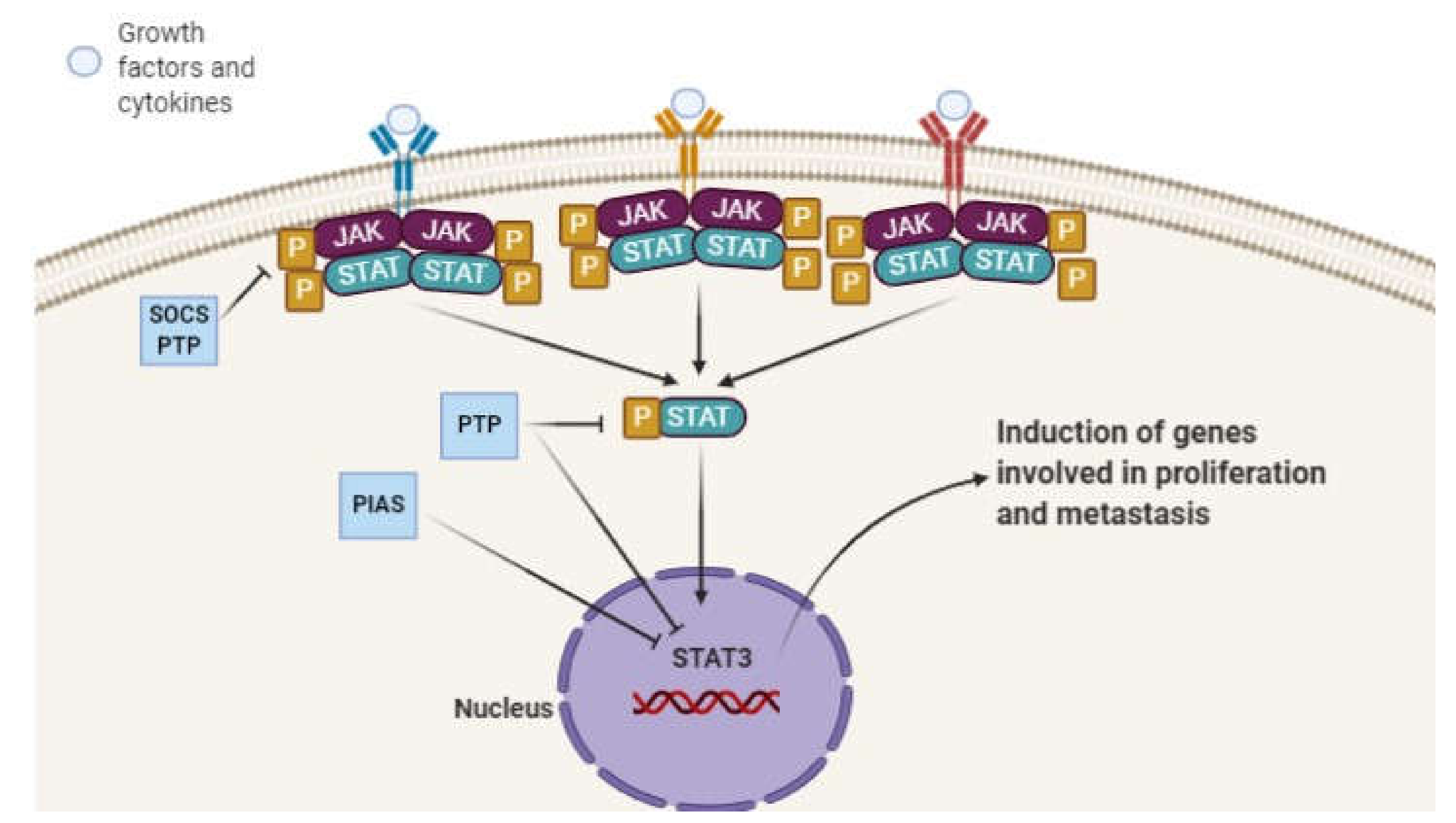 Stat svzt. Stat3 сигнальный путь. Ген stat3. Stat signaling. Stat.