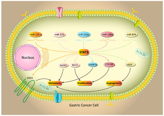 Biology | Free Full-Text | STAT3 Pathway in Gastric Cancer 