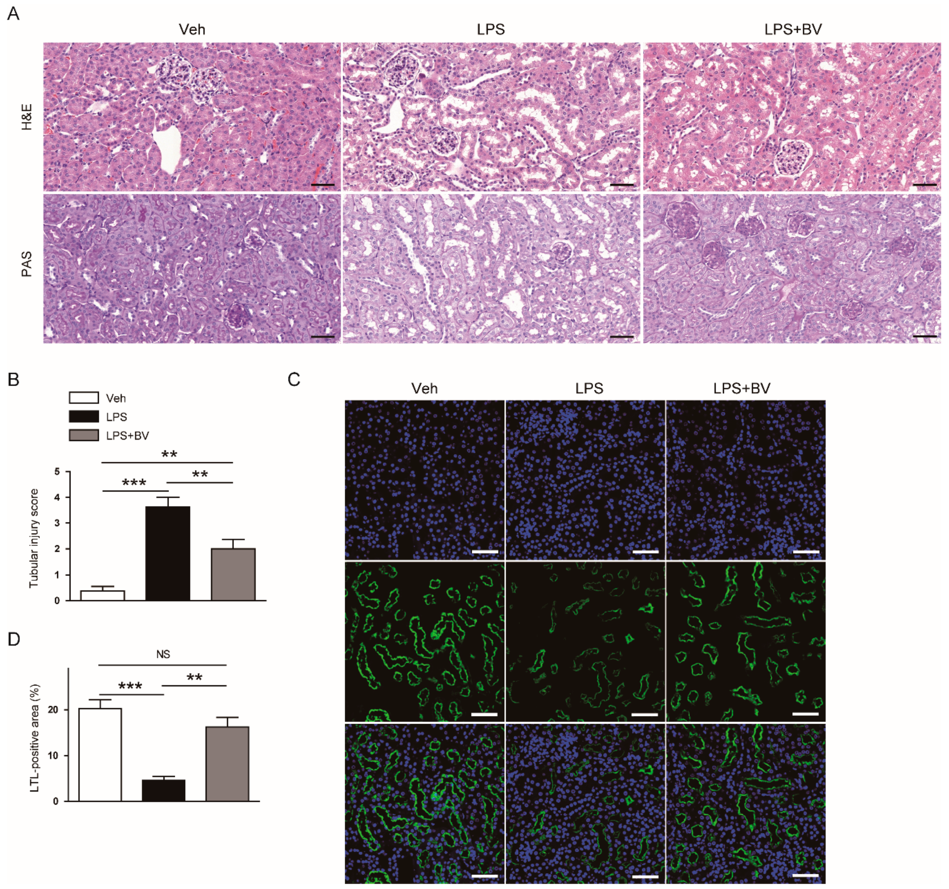 Biology 09 00154 g002