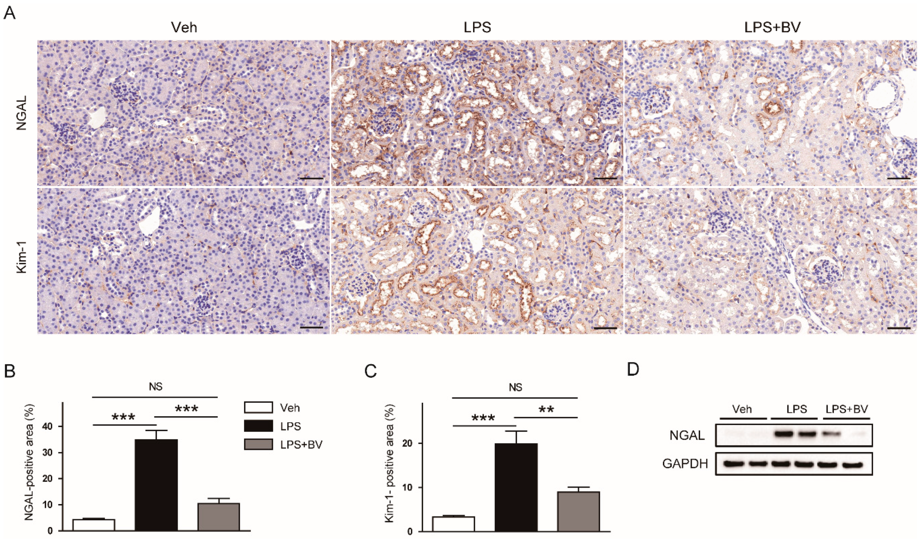 Biology 09 00154 g003