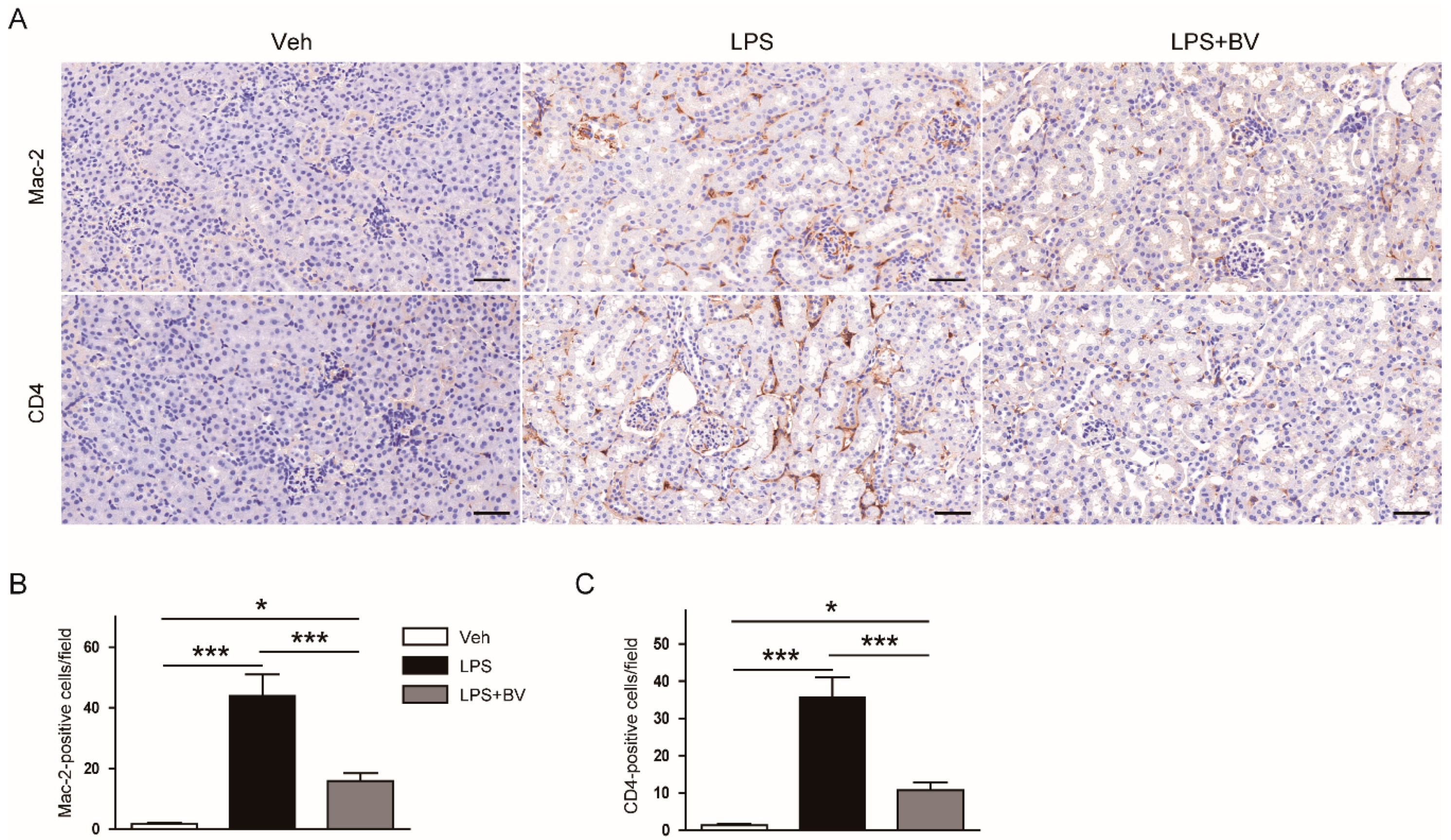 Biology 09 00154 g005