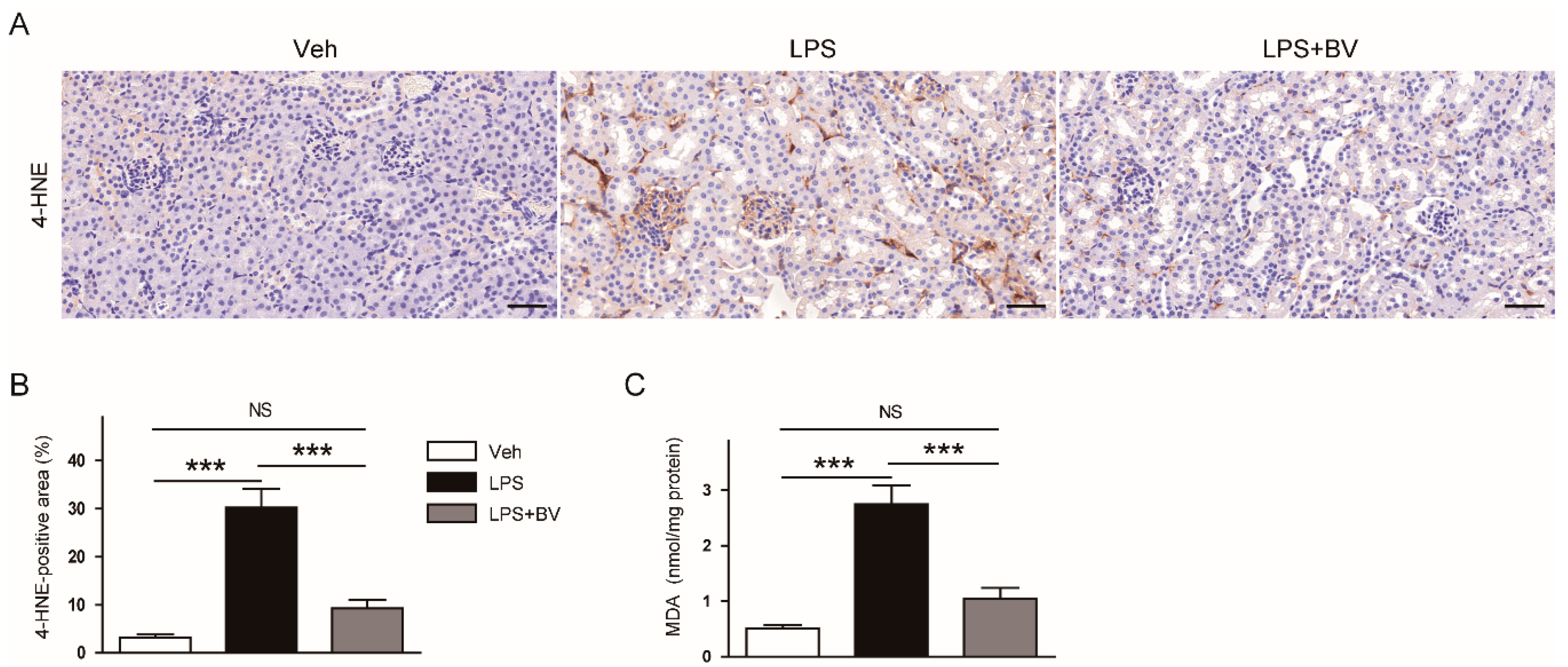Biology 09 00154 g006