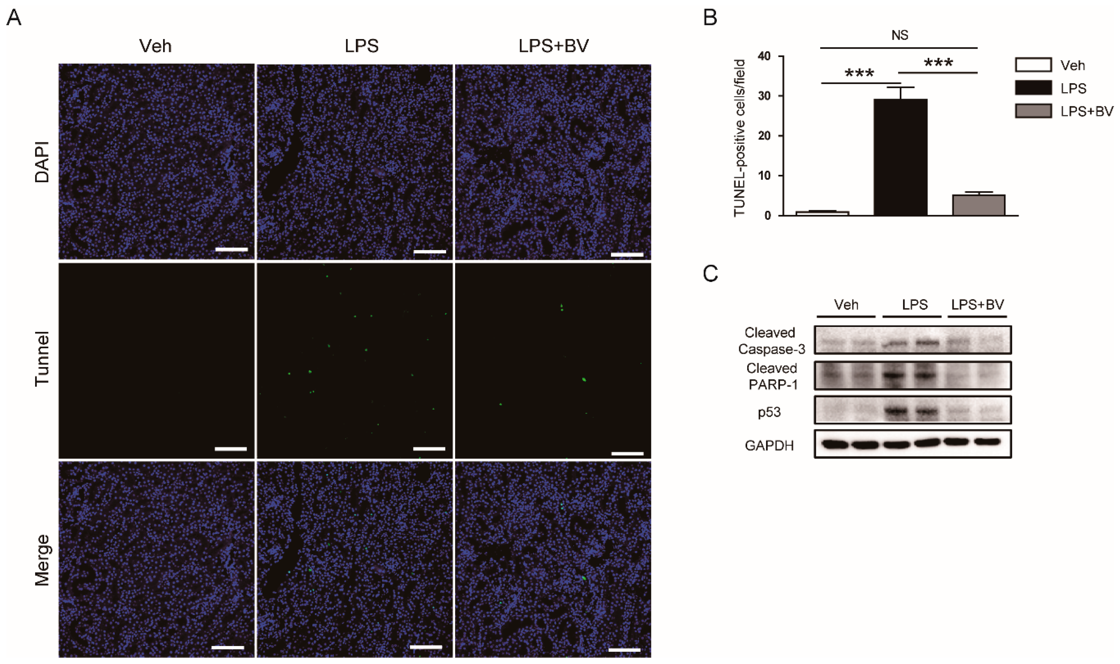 Biology 09 00154 g007