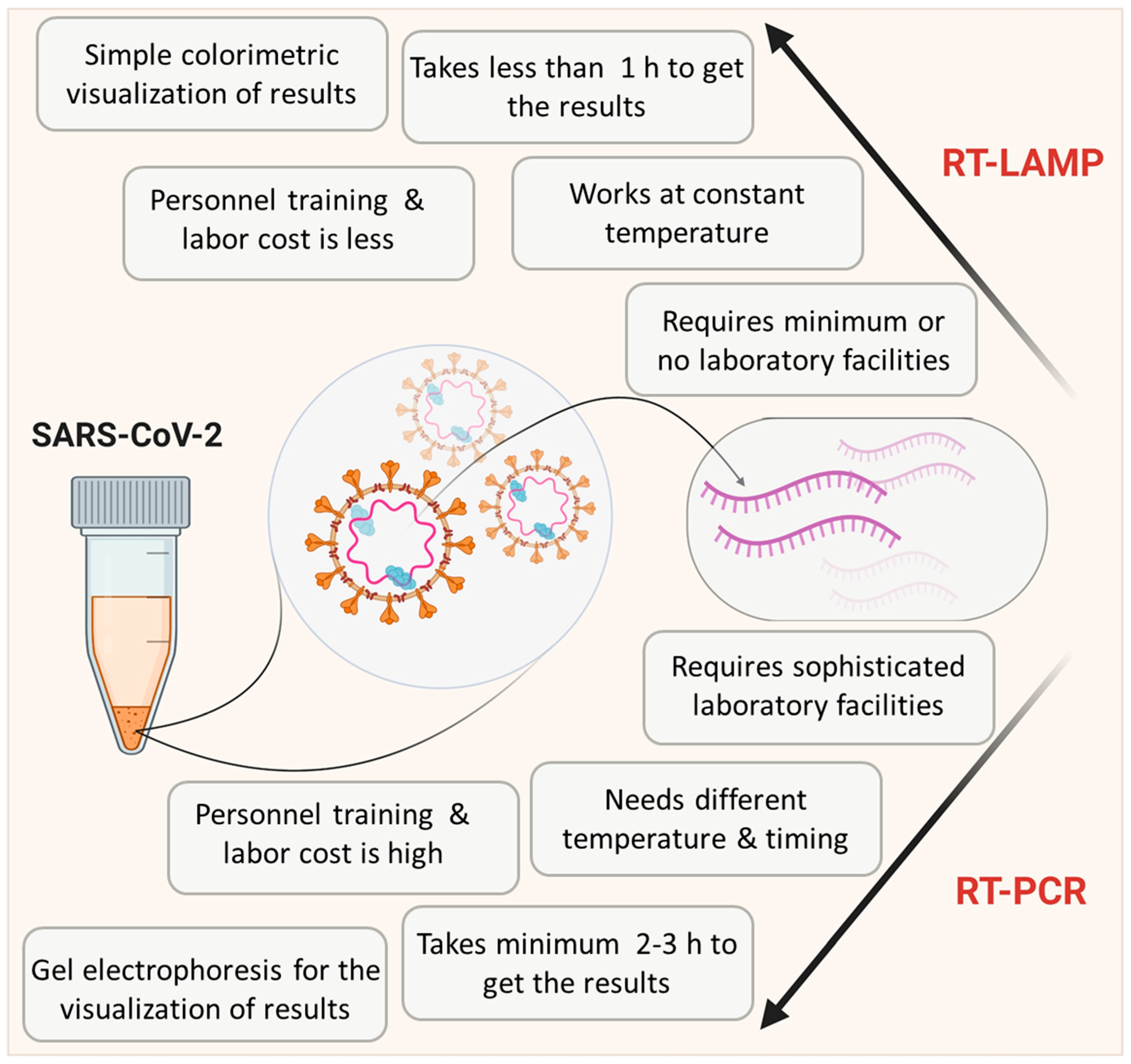 Biology | Free Full-Text | Loop-Mediated Isothermal Amplification (LAMP): A  Rapid, Sensitive, Specific, and Cost-Effective Point-of-Care Test for  Coronaviruses in the Context of COVID-19 Pandemic | HTML