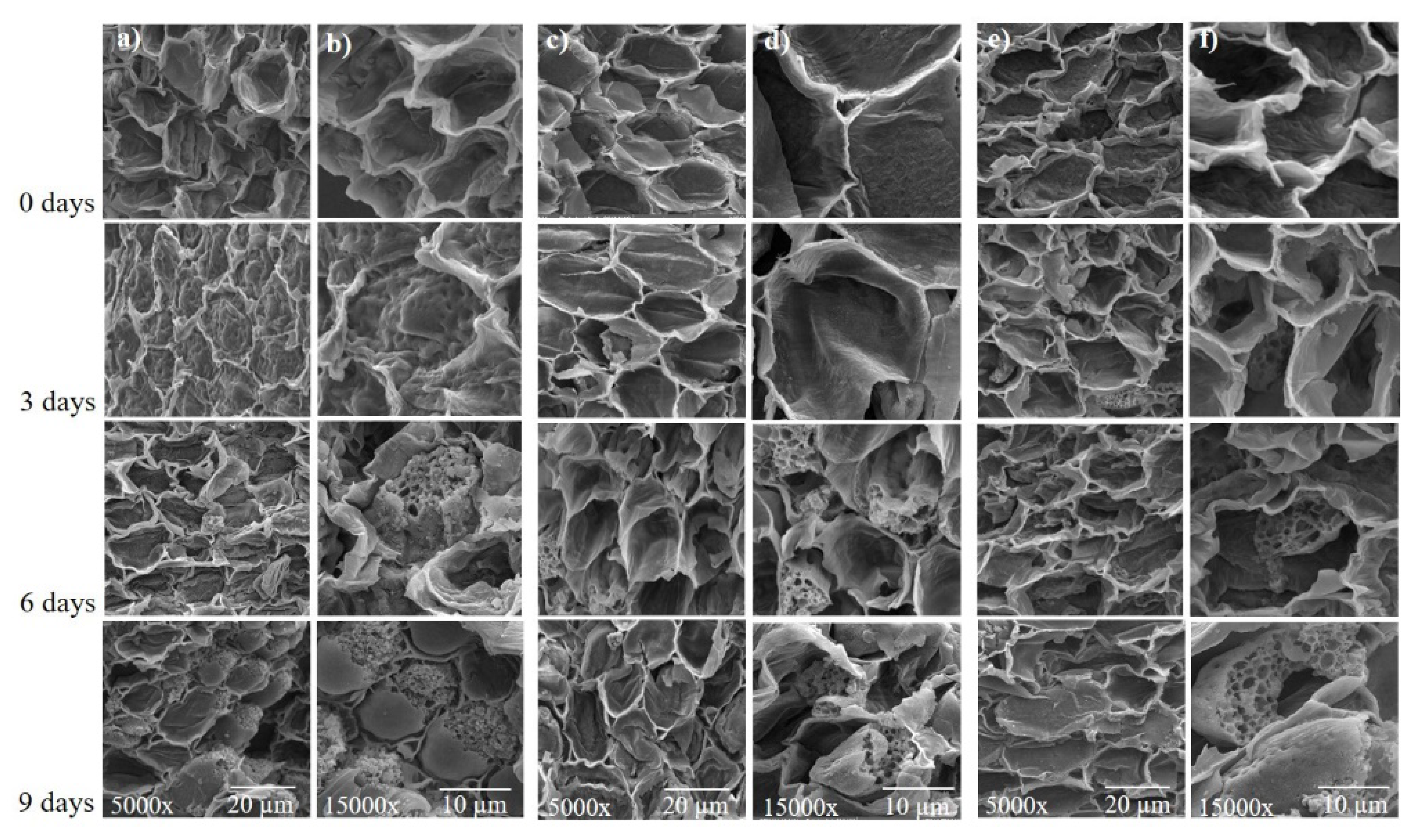 Biology 09 00186 g009