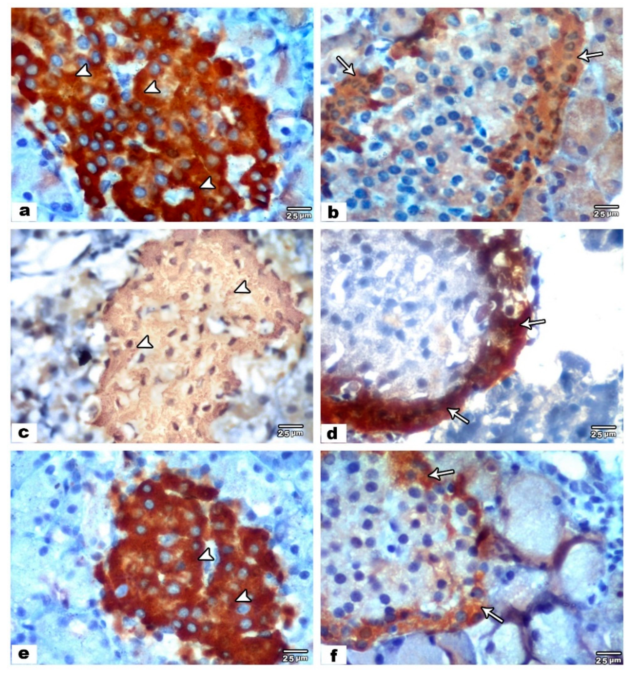 Biology 09 00239 g002 Biology 09 00239 g002