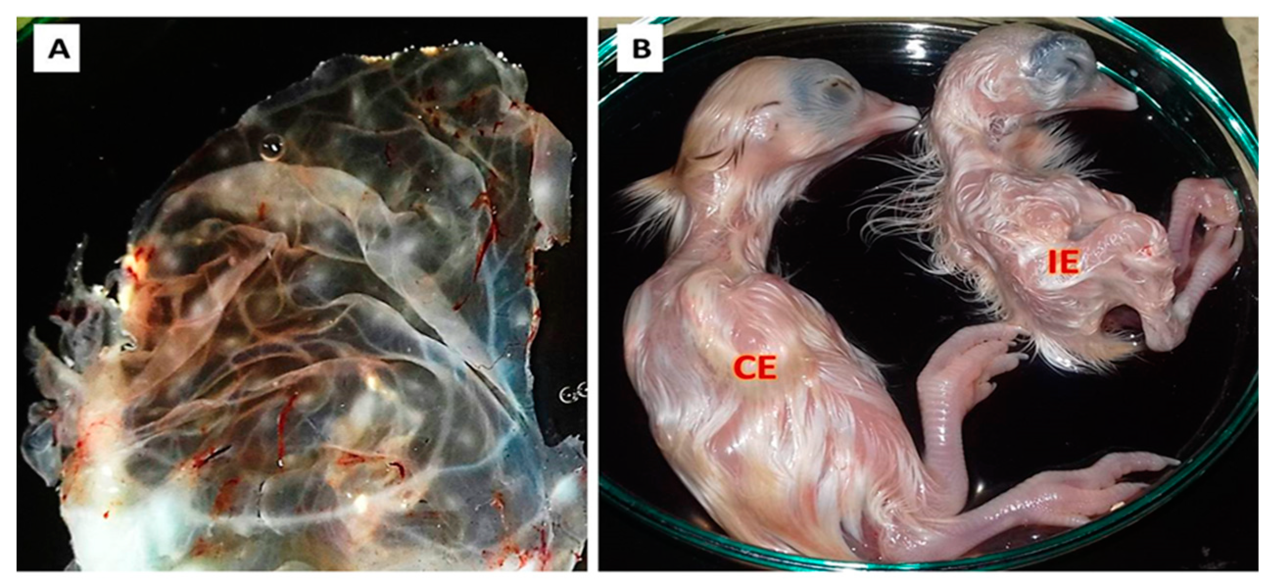 Biology 09 00257 g002