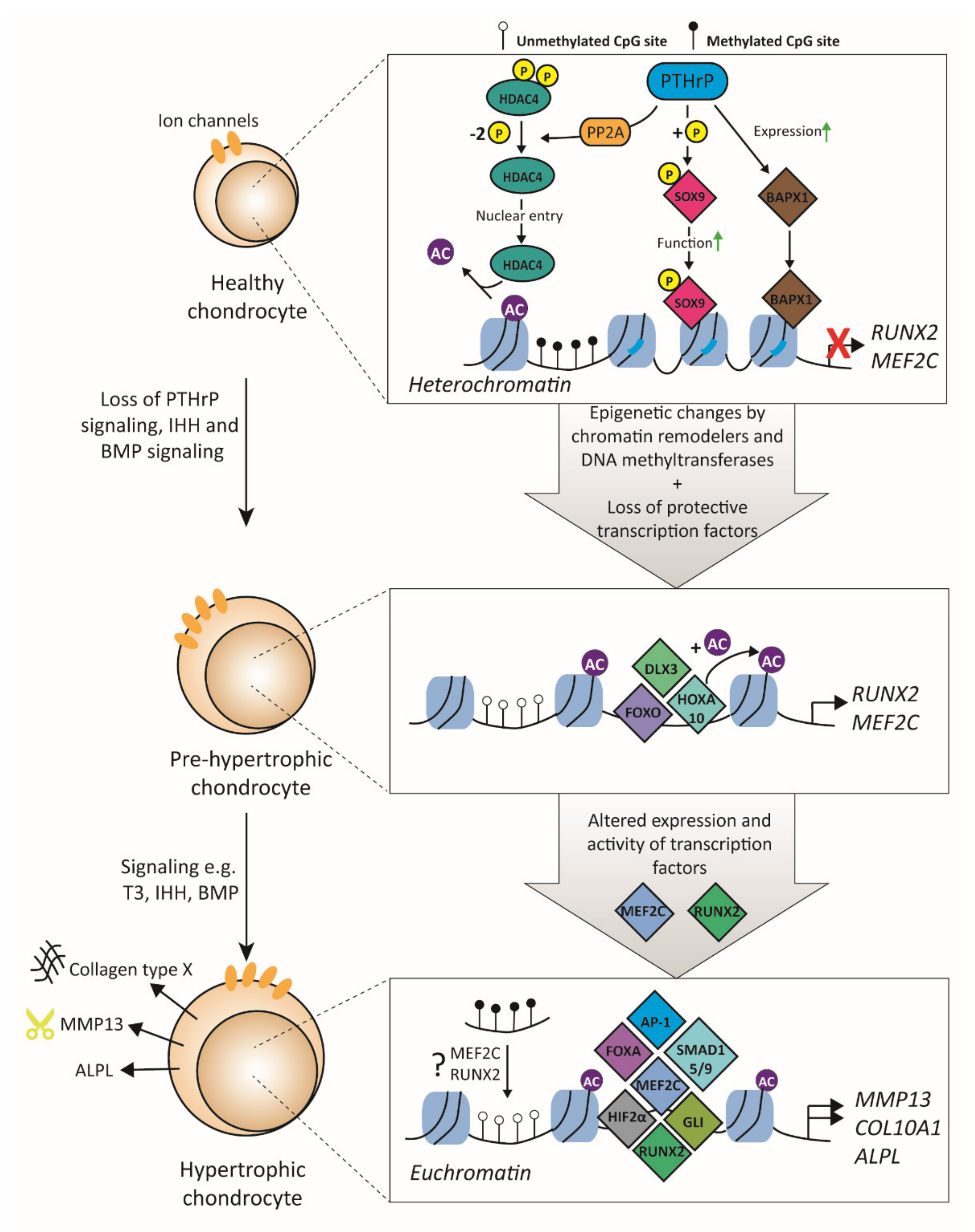 Biology 09 00290 g003